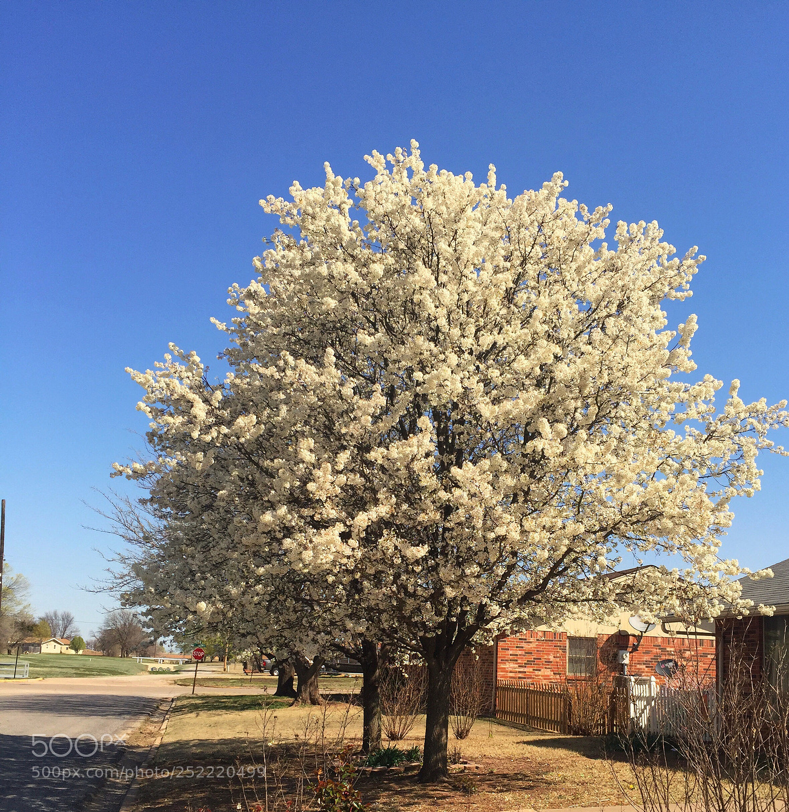 Apple iPhone 6 Plus sample photo. Tree on the side photography