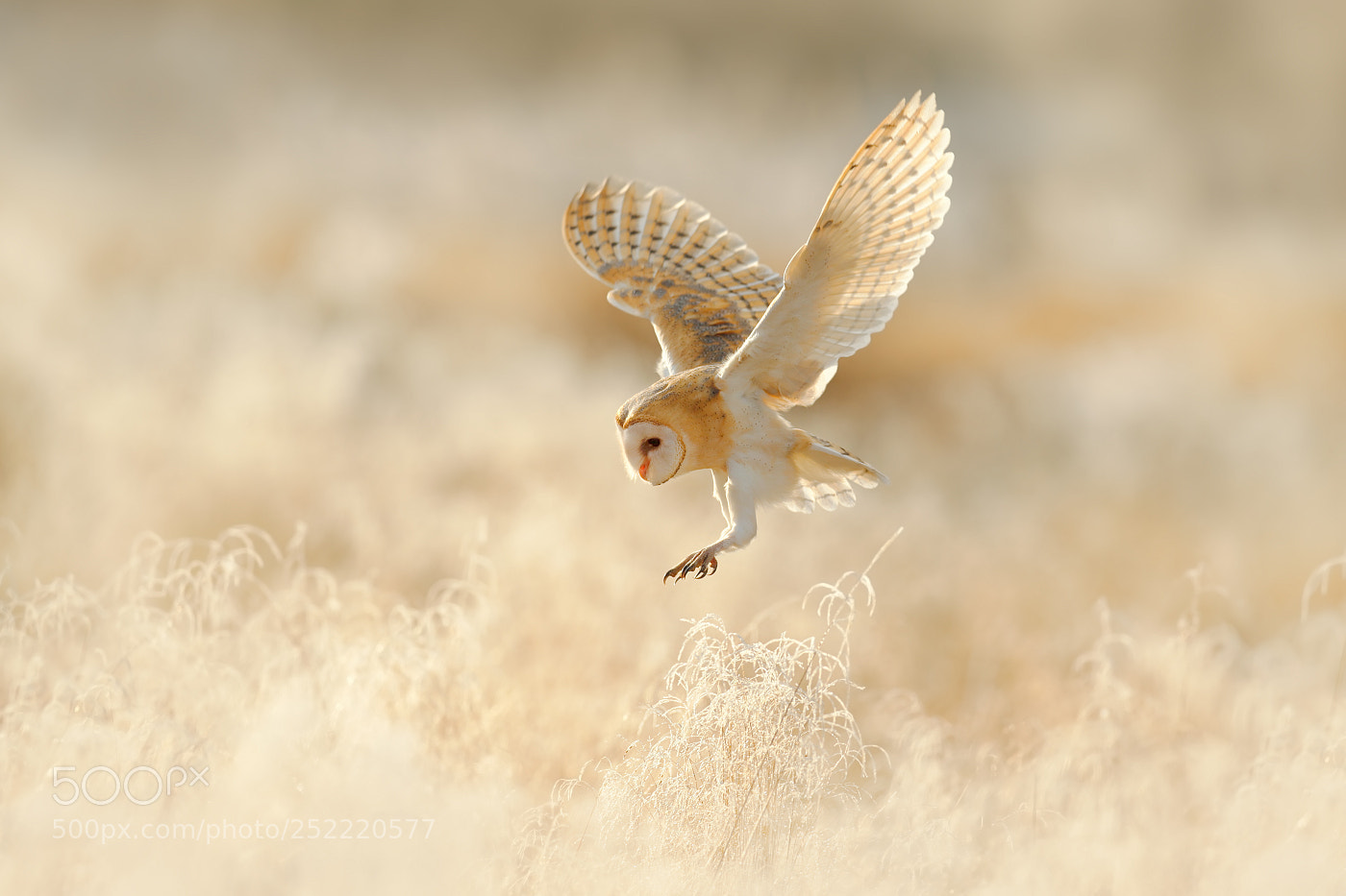 Canon EOS-1D X sample photo. Barn owl (tyto alba) photography