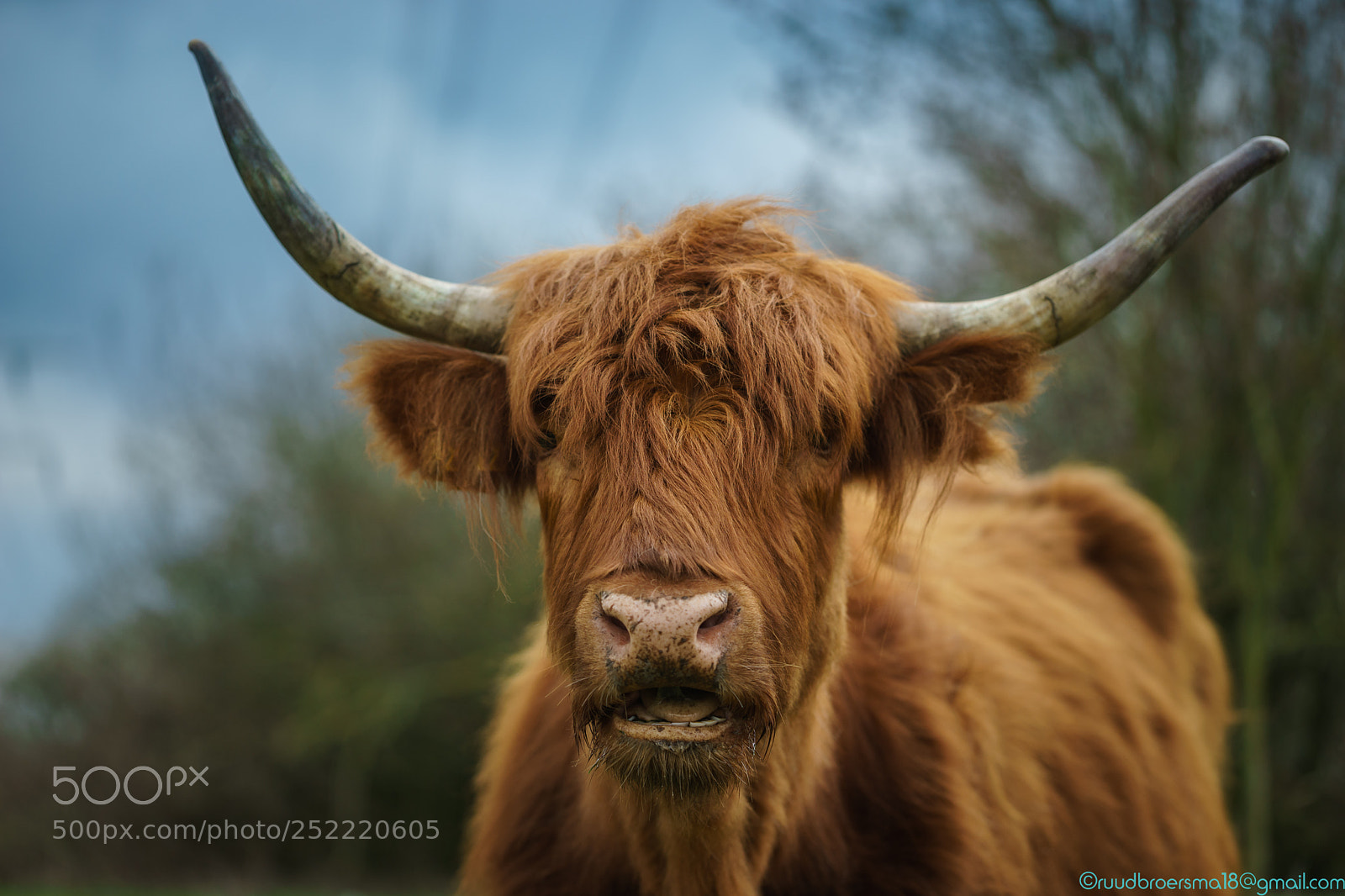 Sony a7 II sample photo. Highland cow photography