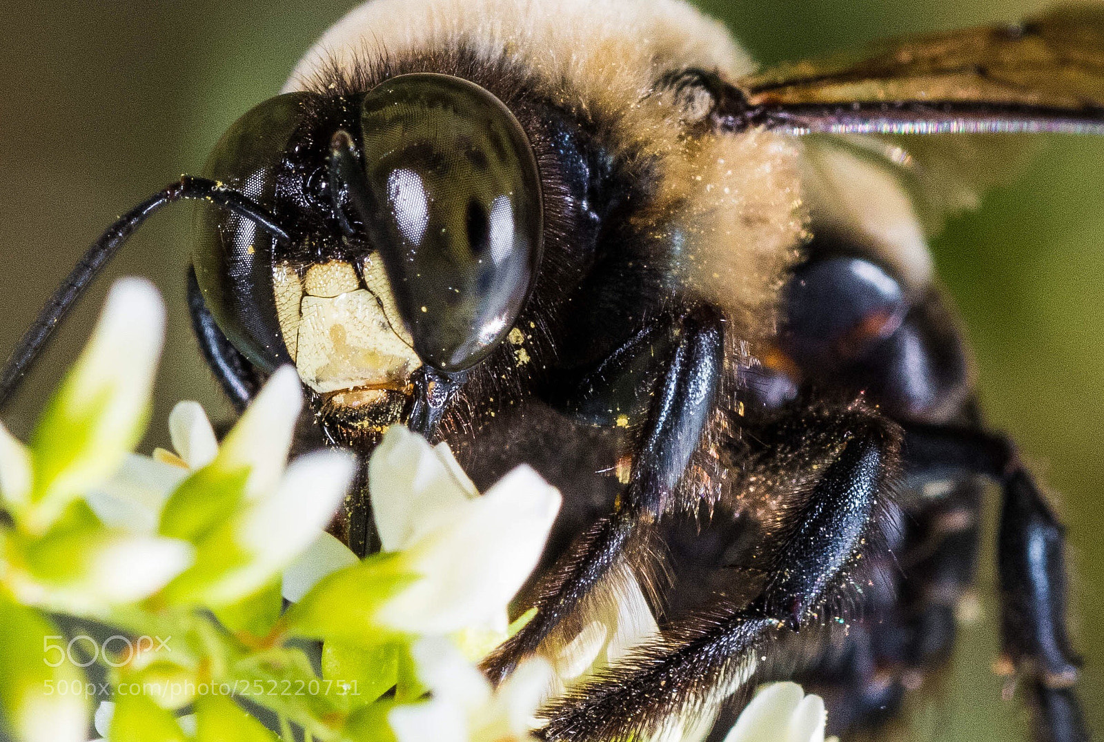 Nikon D850 sample photo. Bumblebee  photography