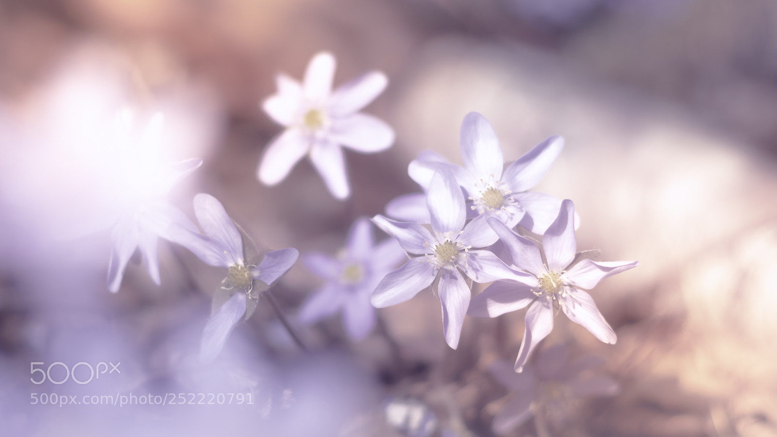 Canon EOS 80D sample photo. Spring photography