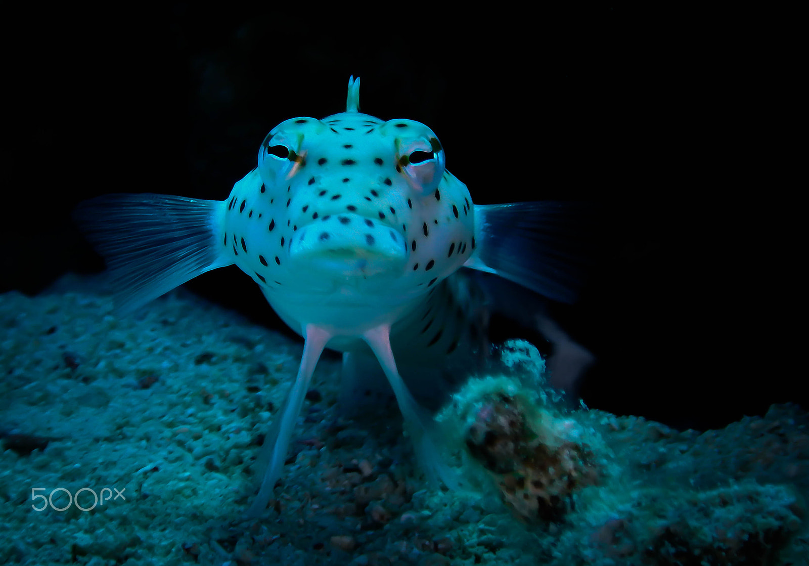 Nikon Coolpix AW130 sample photo. Lizard fish photography