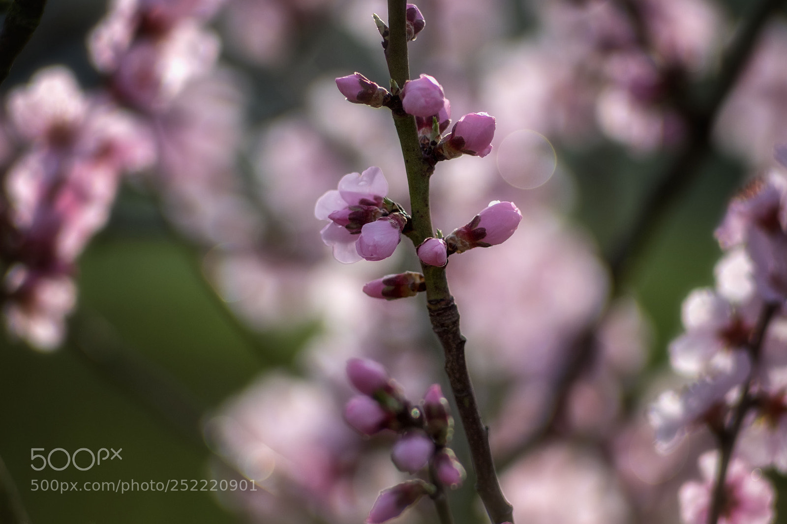 Fujifilm X-T10 sample photo. Spring... photography