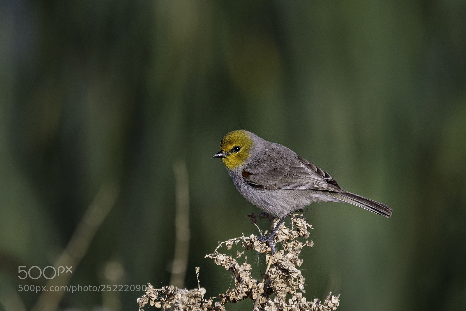 Nikon D500 sample photo. Verdin ii photography