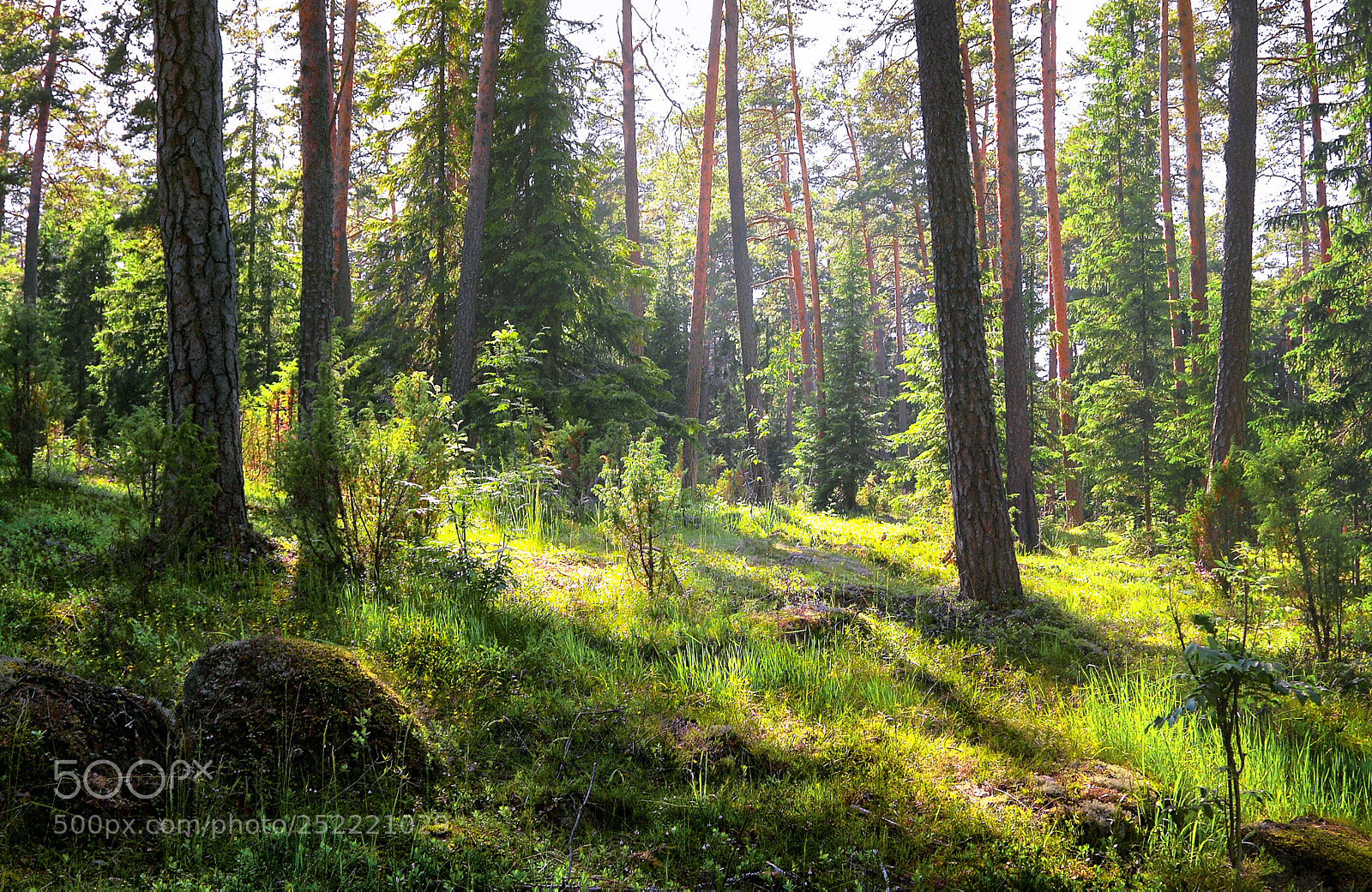 Canon EOS 50D sample photo. Nature, landscape, summer, valaam photography
