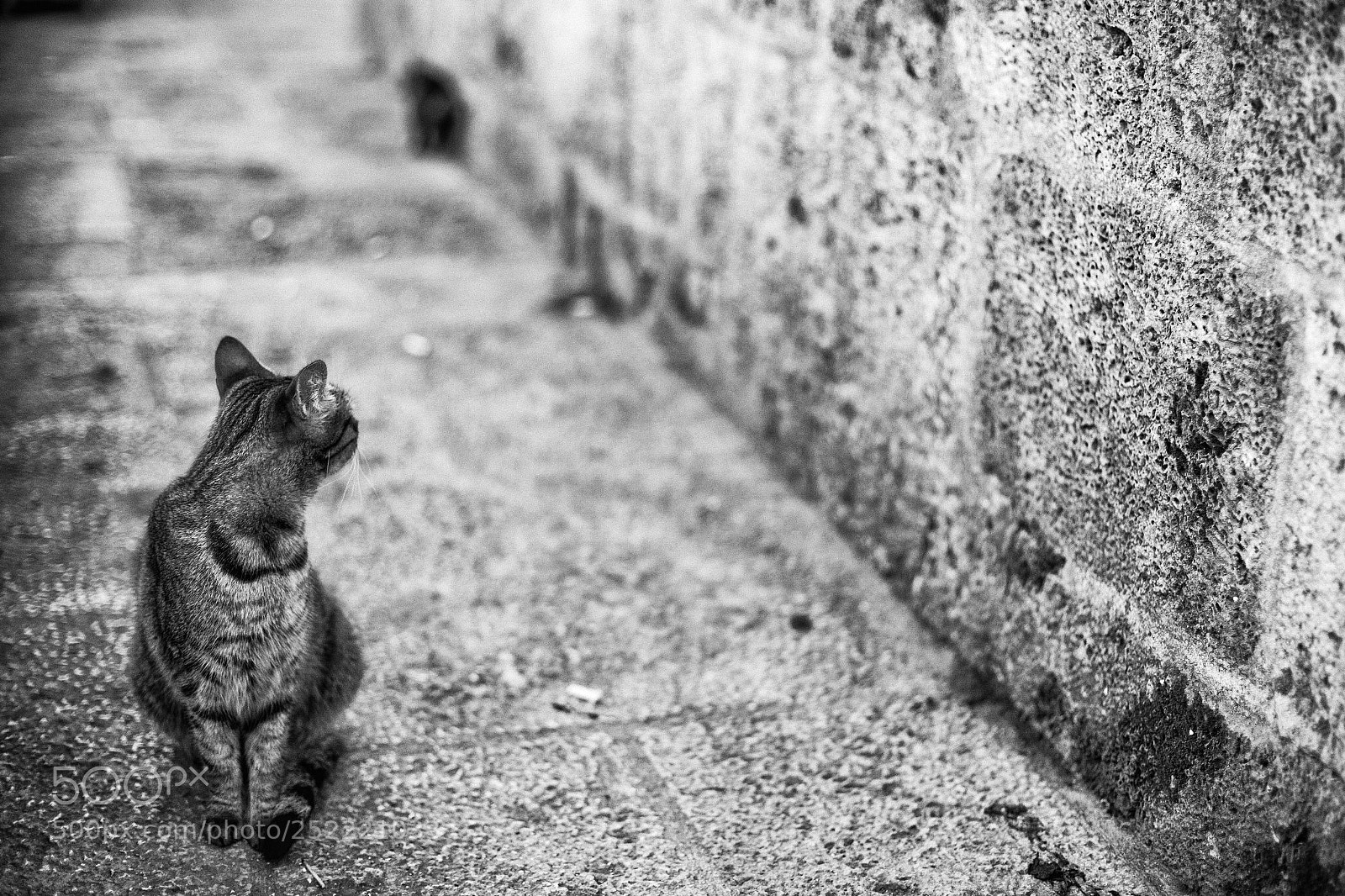 Canon EOS 5D Mark II sample photo. Untitled photography