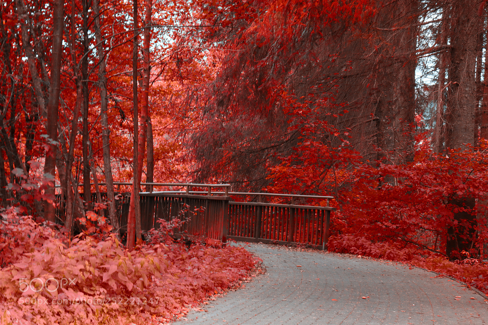 Canon EOS 7D Mark II sample photo. The path photography