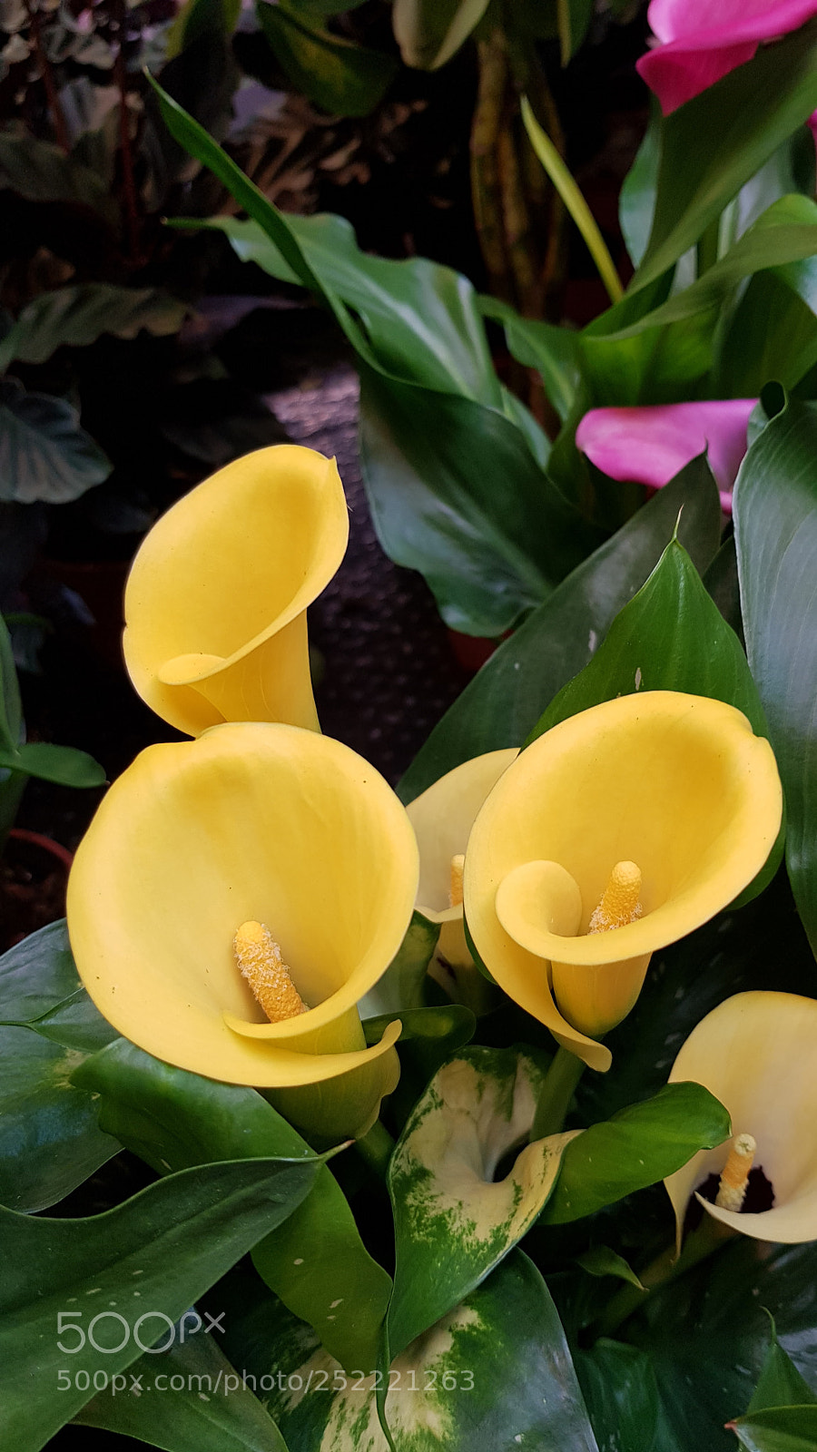 Samsung Galaxy S8 sample photo. Yellow kalla in the photography