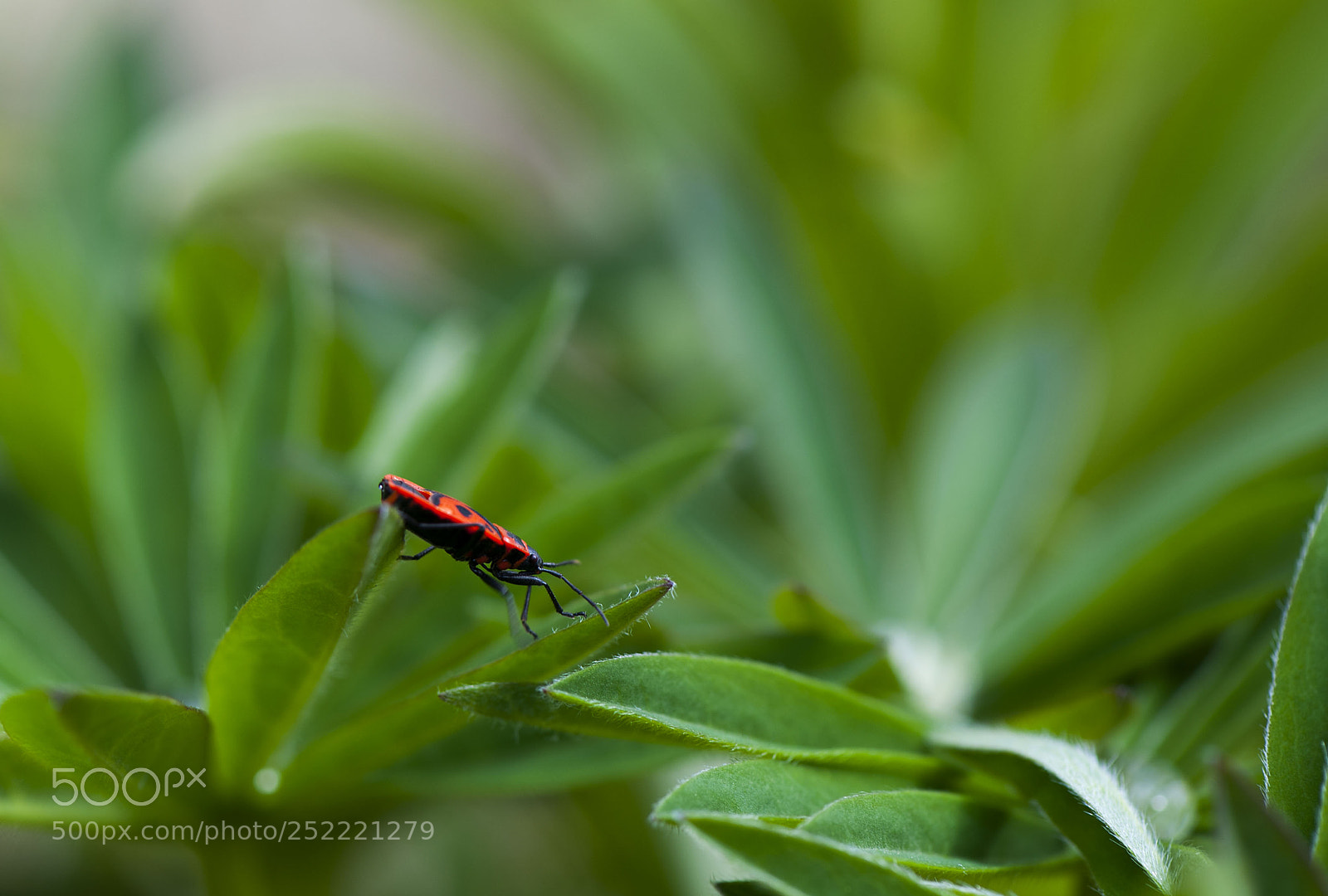 Nikon D700 sample photo. Green photography