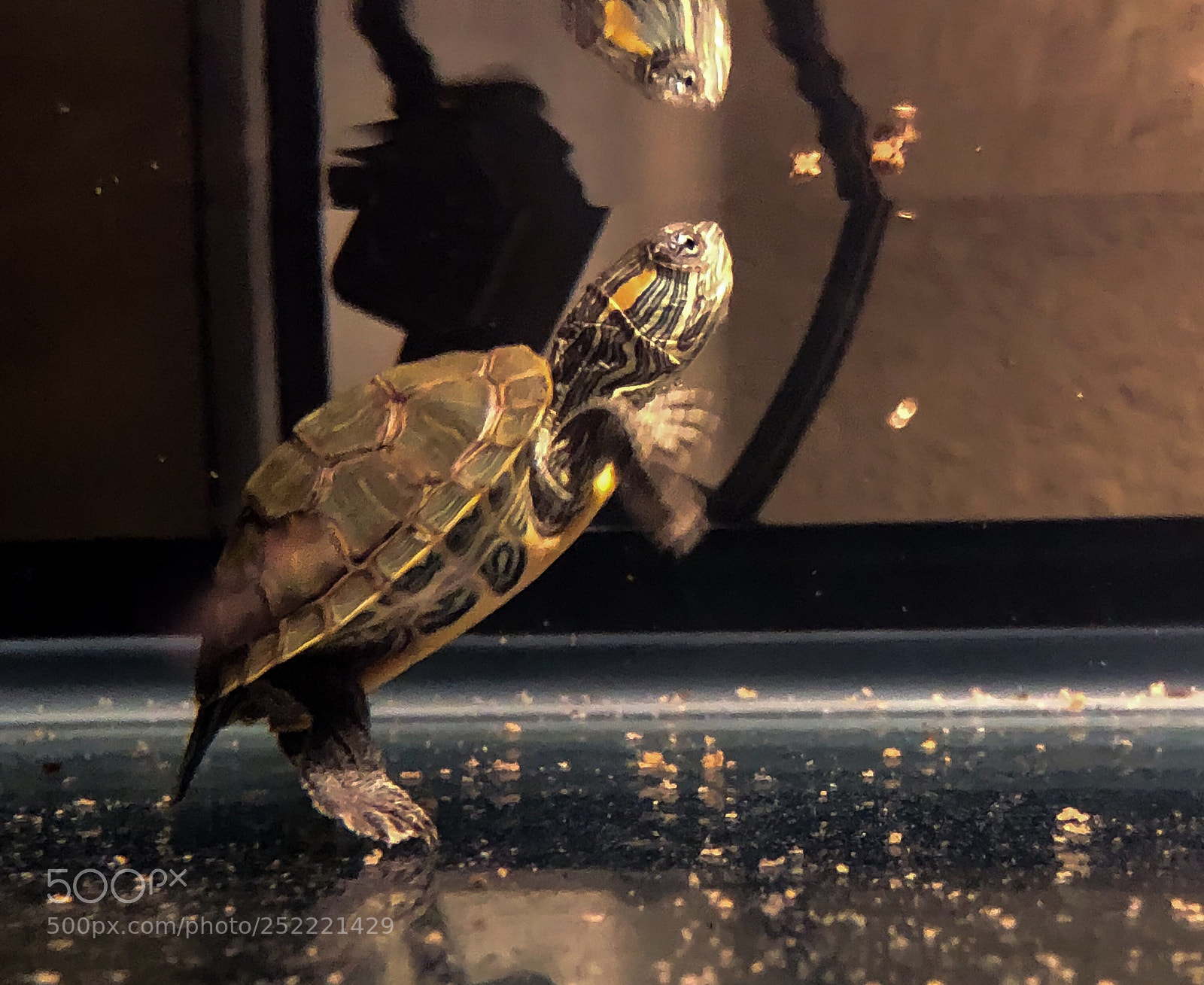 Apple iPhone 8 Plus sample photo. Feeding time  photography