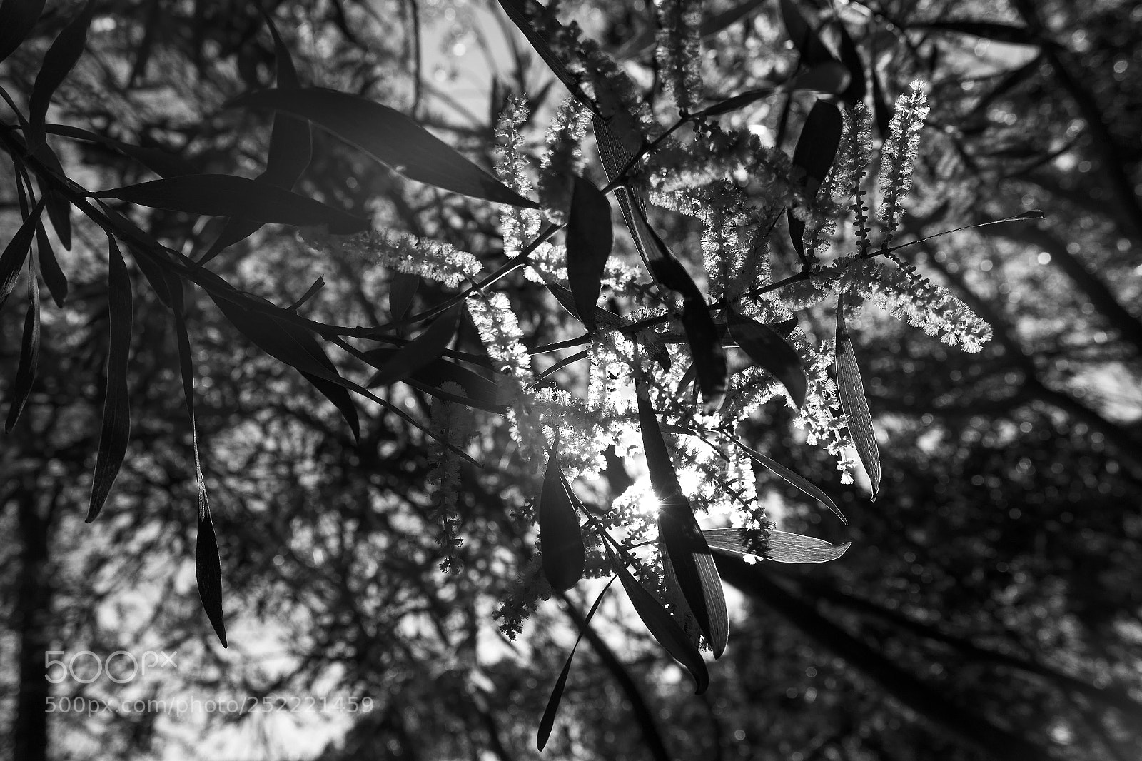Canon EOS 1200D (EOS Rebel T5 / EOS Kiss X70 / EOS Hi) sample photo. Luz timida photography