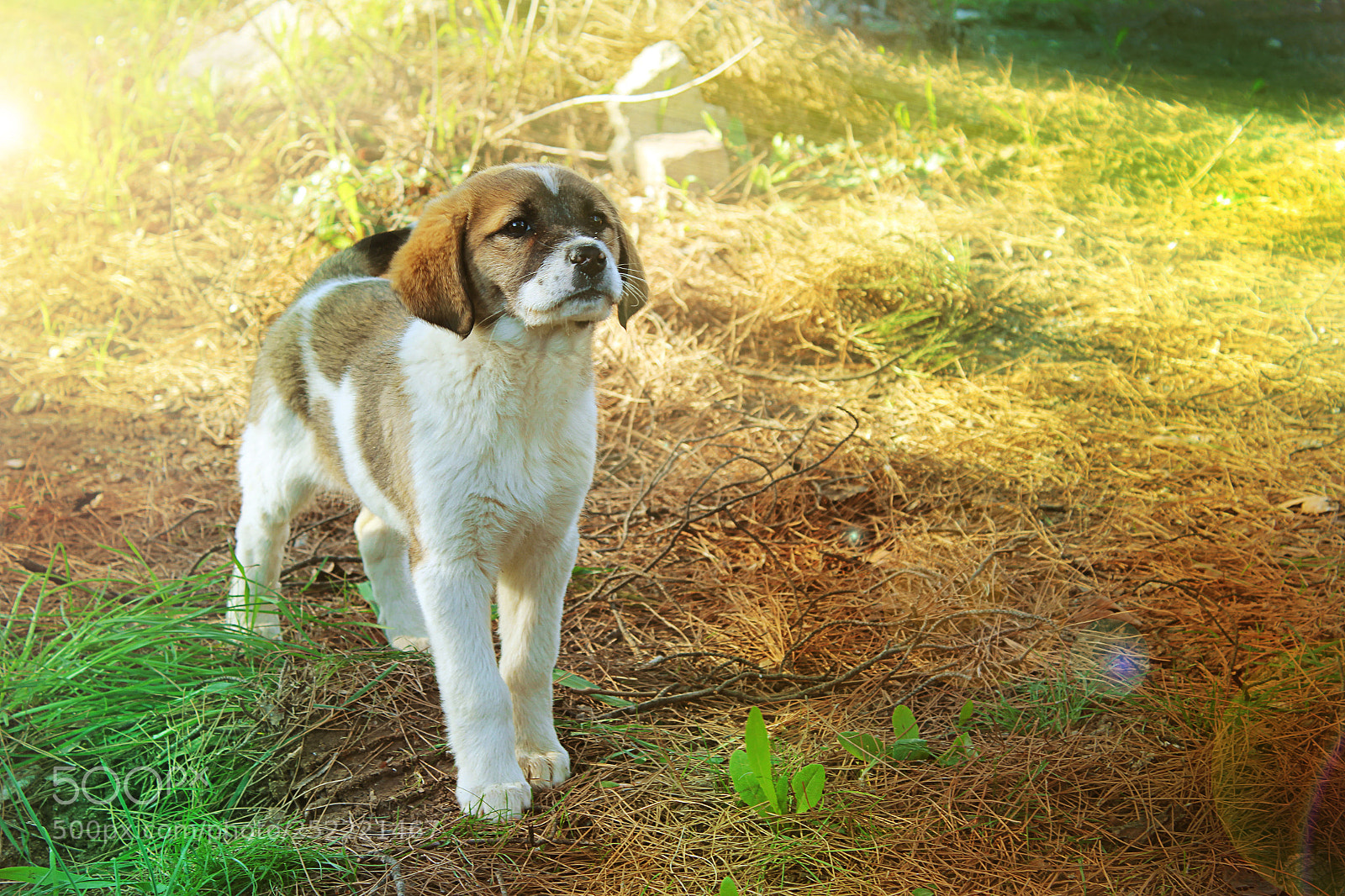 Canon EOS 1300D (EOS Rebel T6 / EOS Kiss X80) sample photo. Köpekkkkk yenİİİİİİİİİ photography