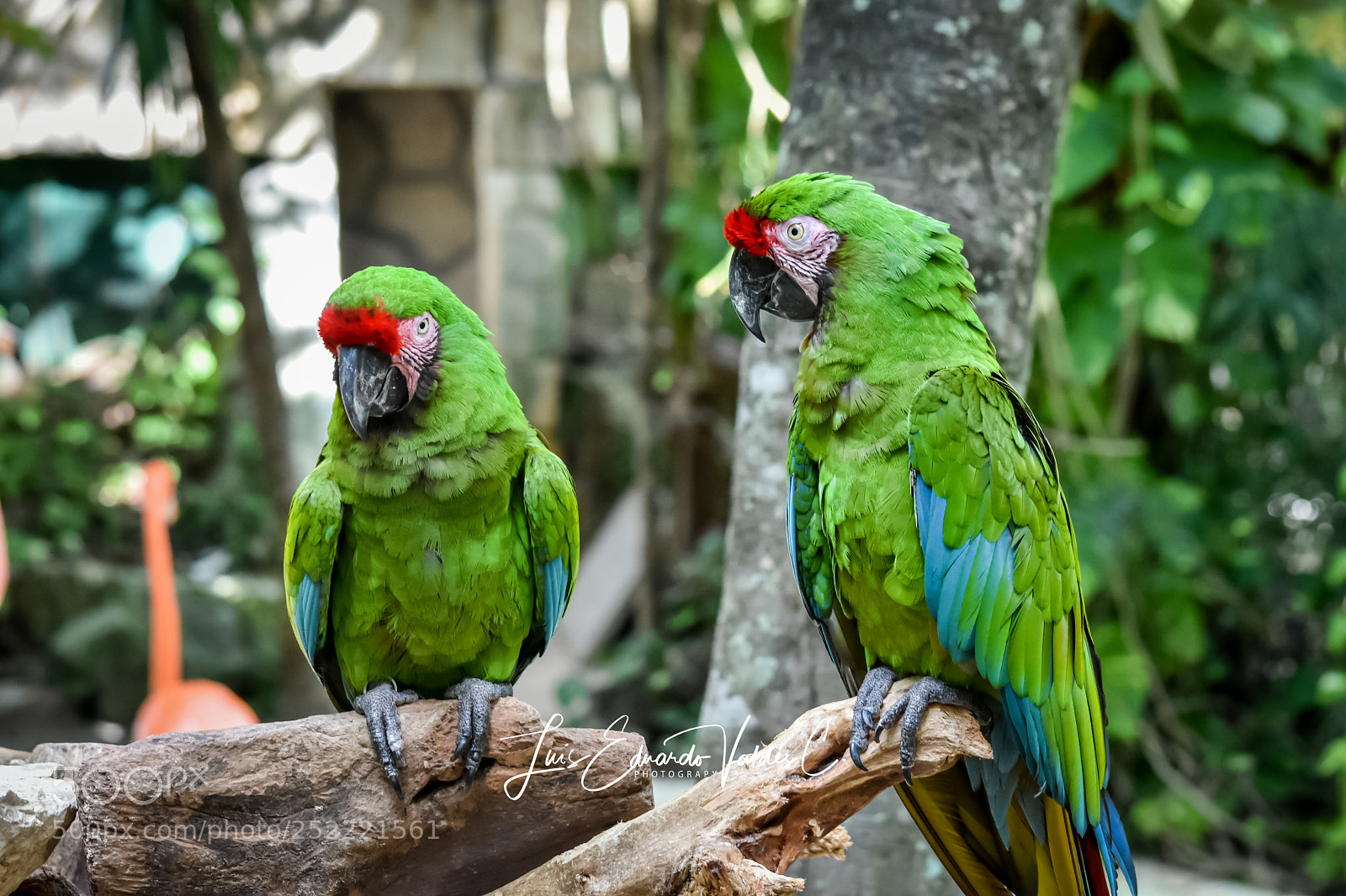 Nikon D7200 sample photo. Green birds photography