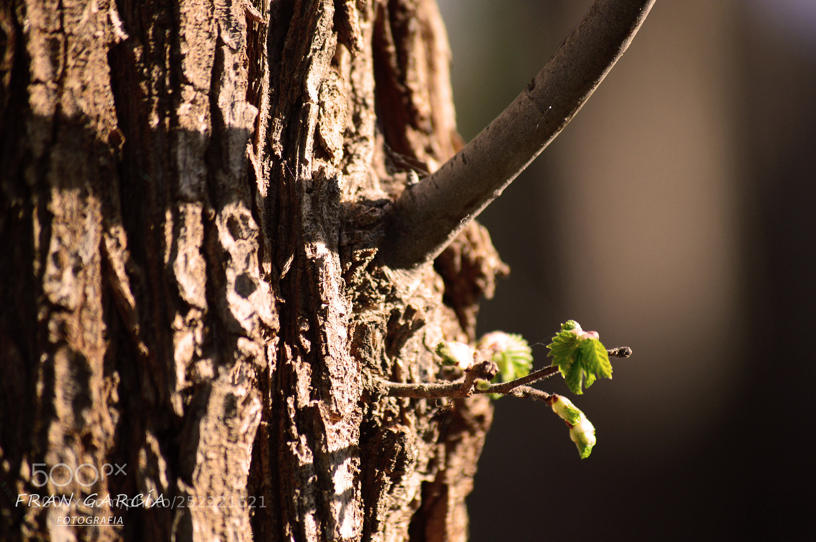 Nikon D3200 sample photo. Renacimiento photography