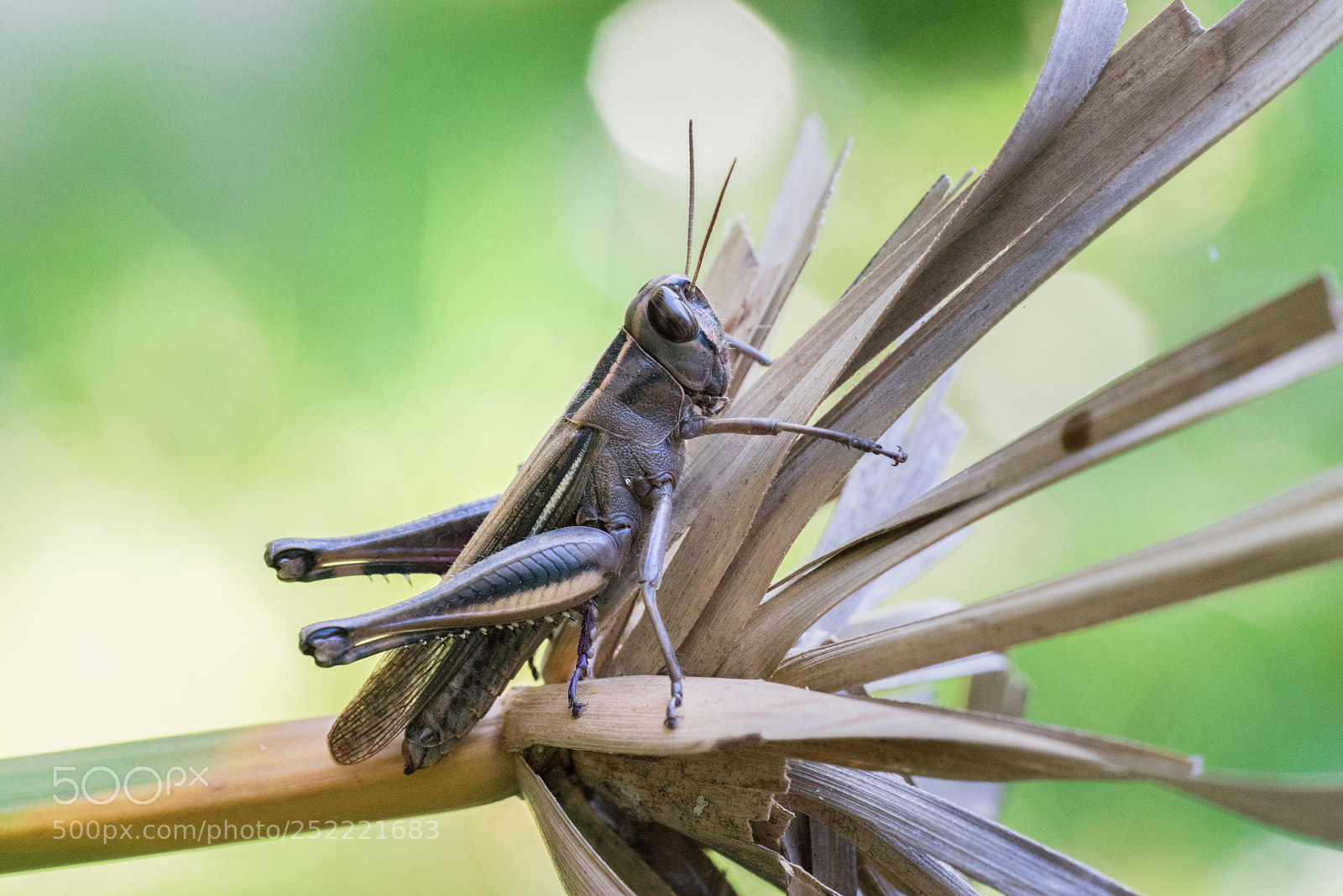 Sony a7R sample photo. Criquet photography