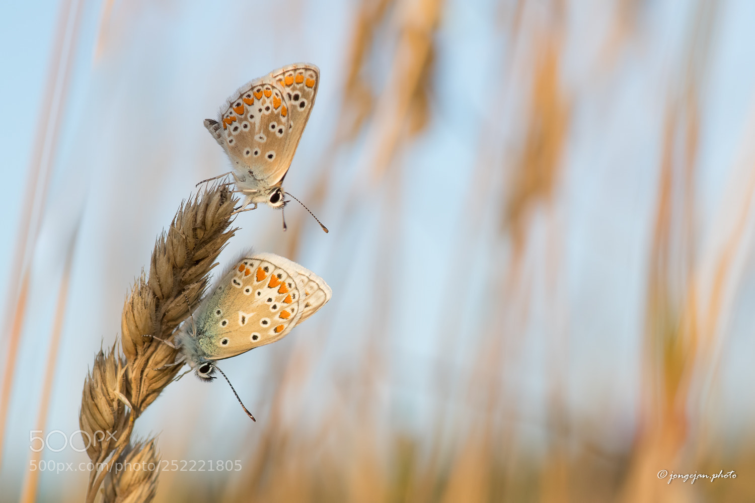 Pentax K-S2 sample photo. Brown argus and common photography