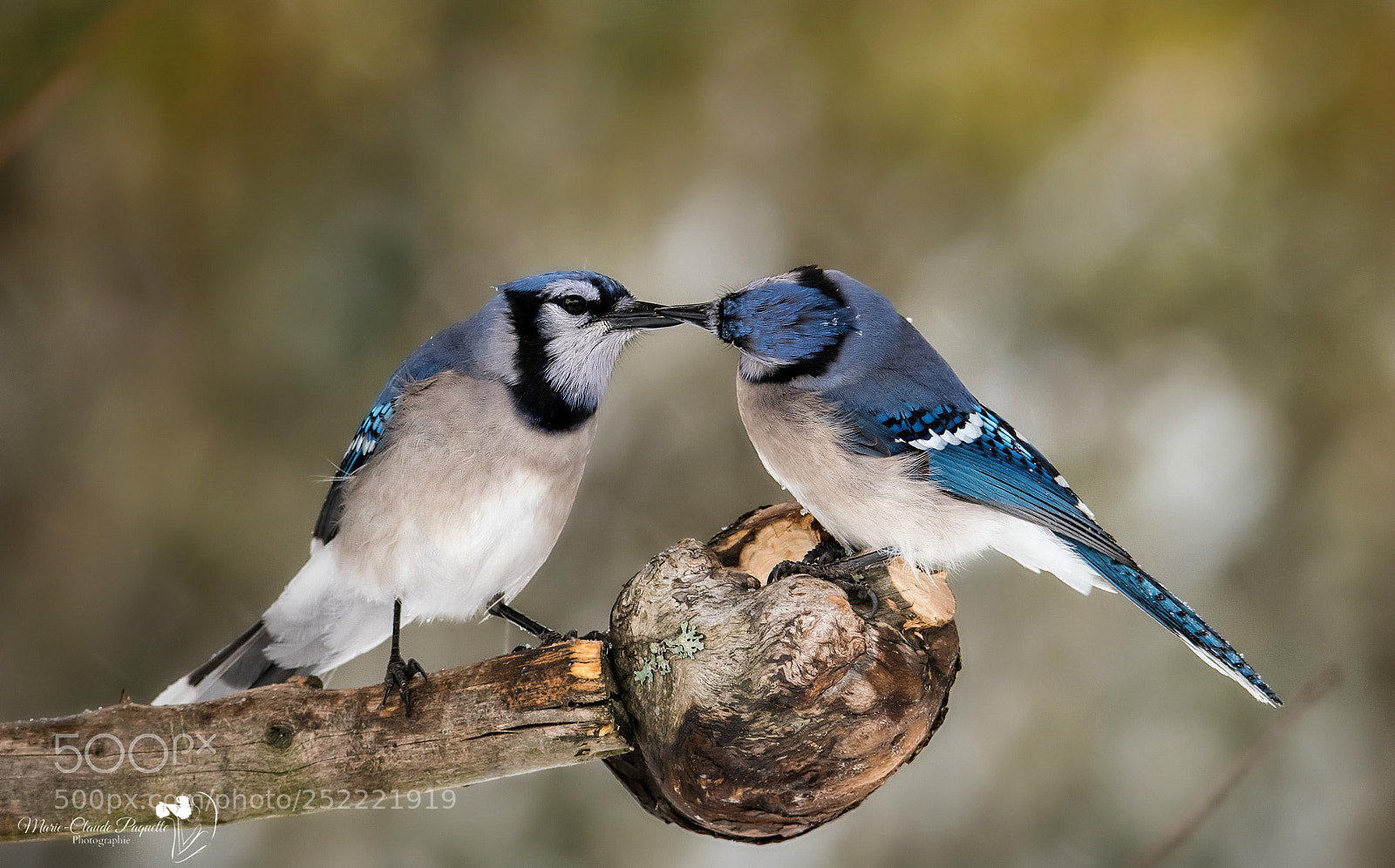Nikon D500 sample photo. Geai bleu photography