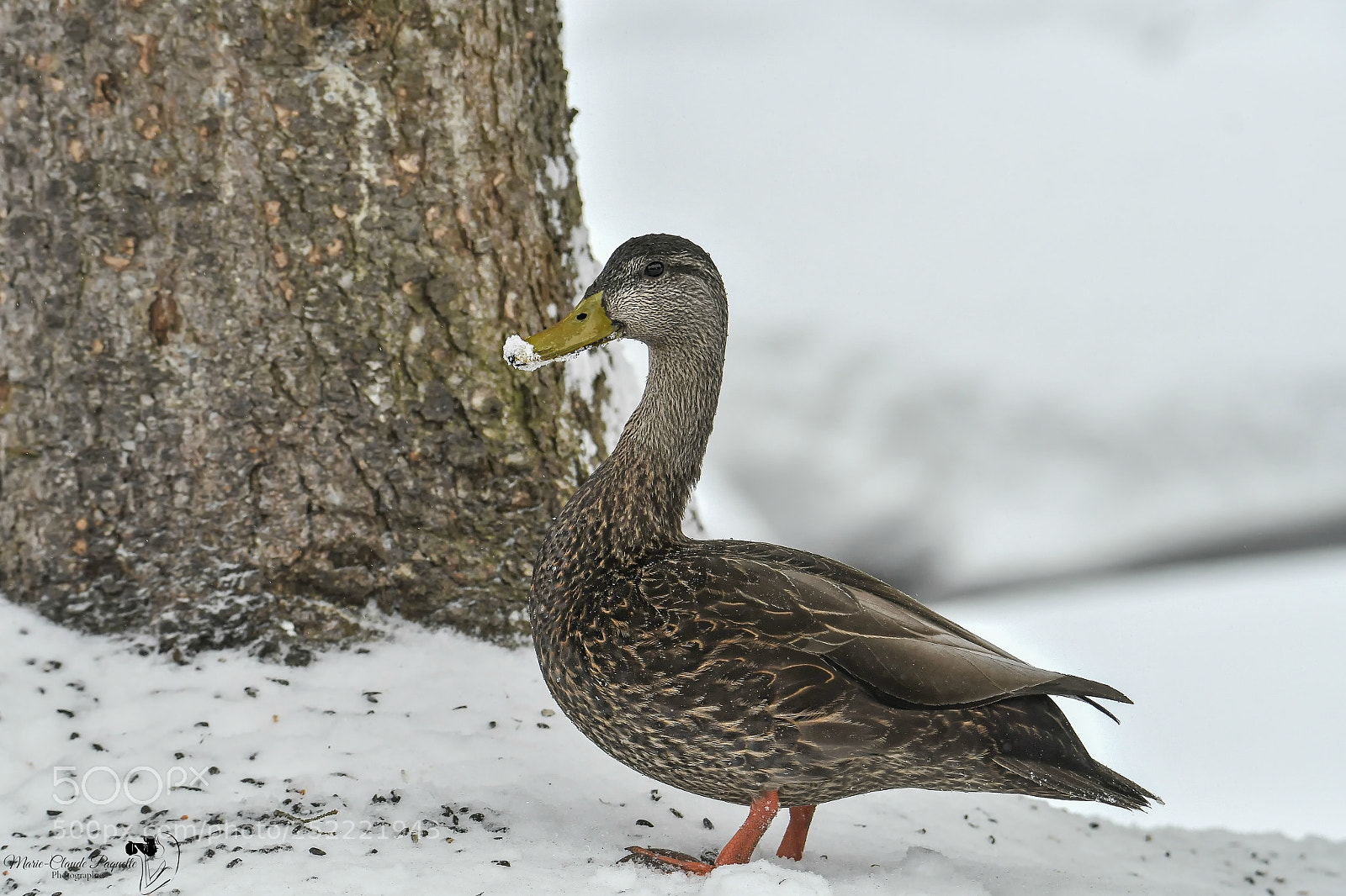 Nikon D500 sample photo. Canard noir photography