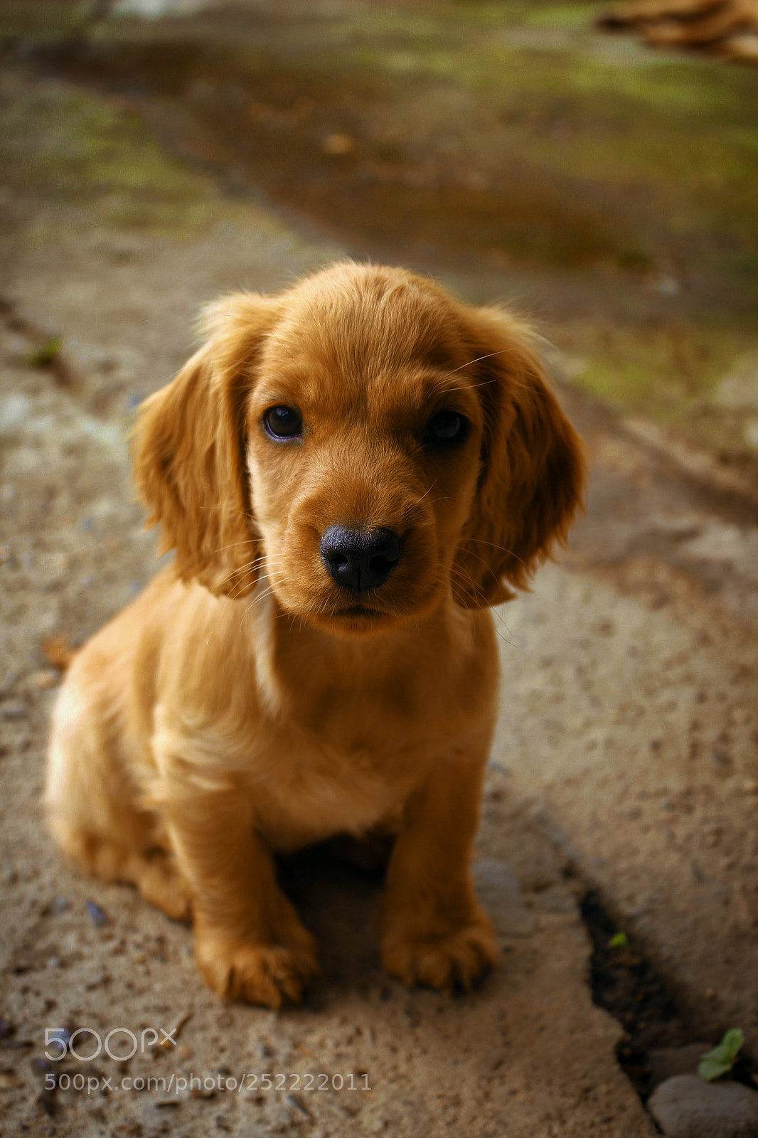 Canon EOS 600D (Rebel EOS T3i / EOS Kiss X5) sample photo. Puppy photography