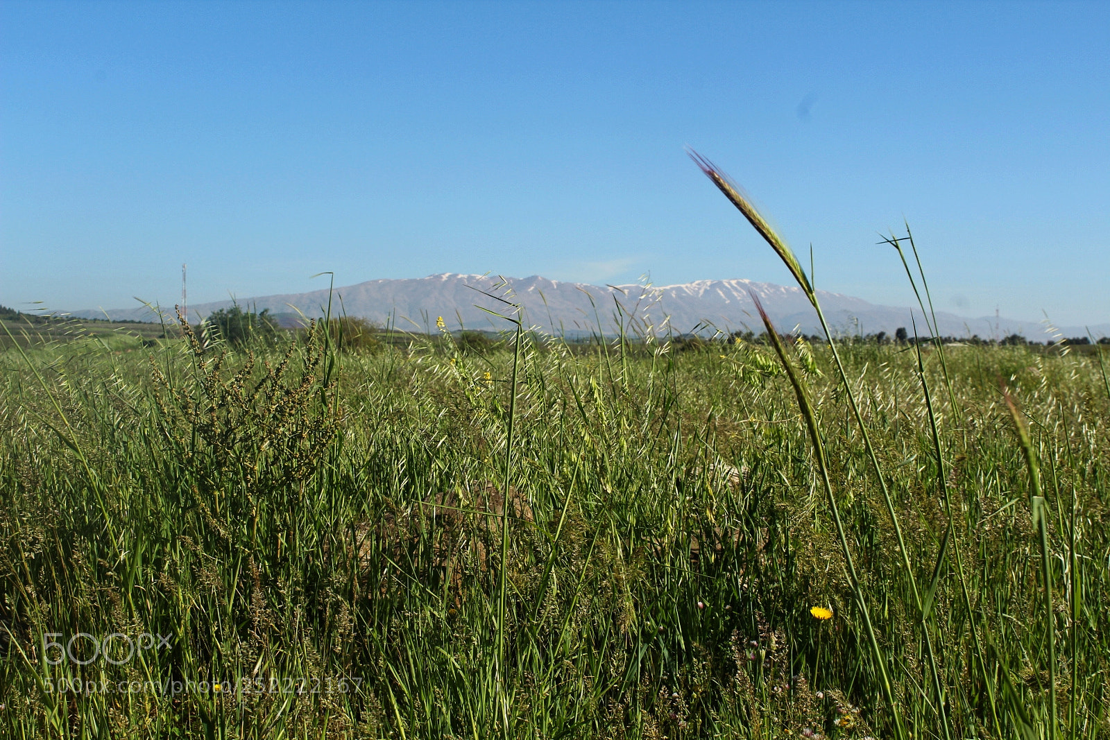 Canon EOS 1300D (EOS Rebel T6 / EOS Kiss X80) sample photo. Meadow photography