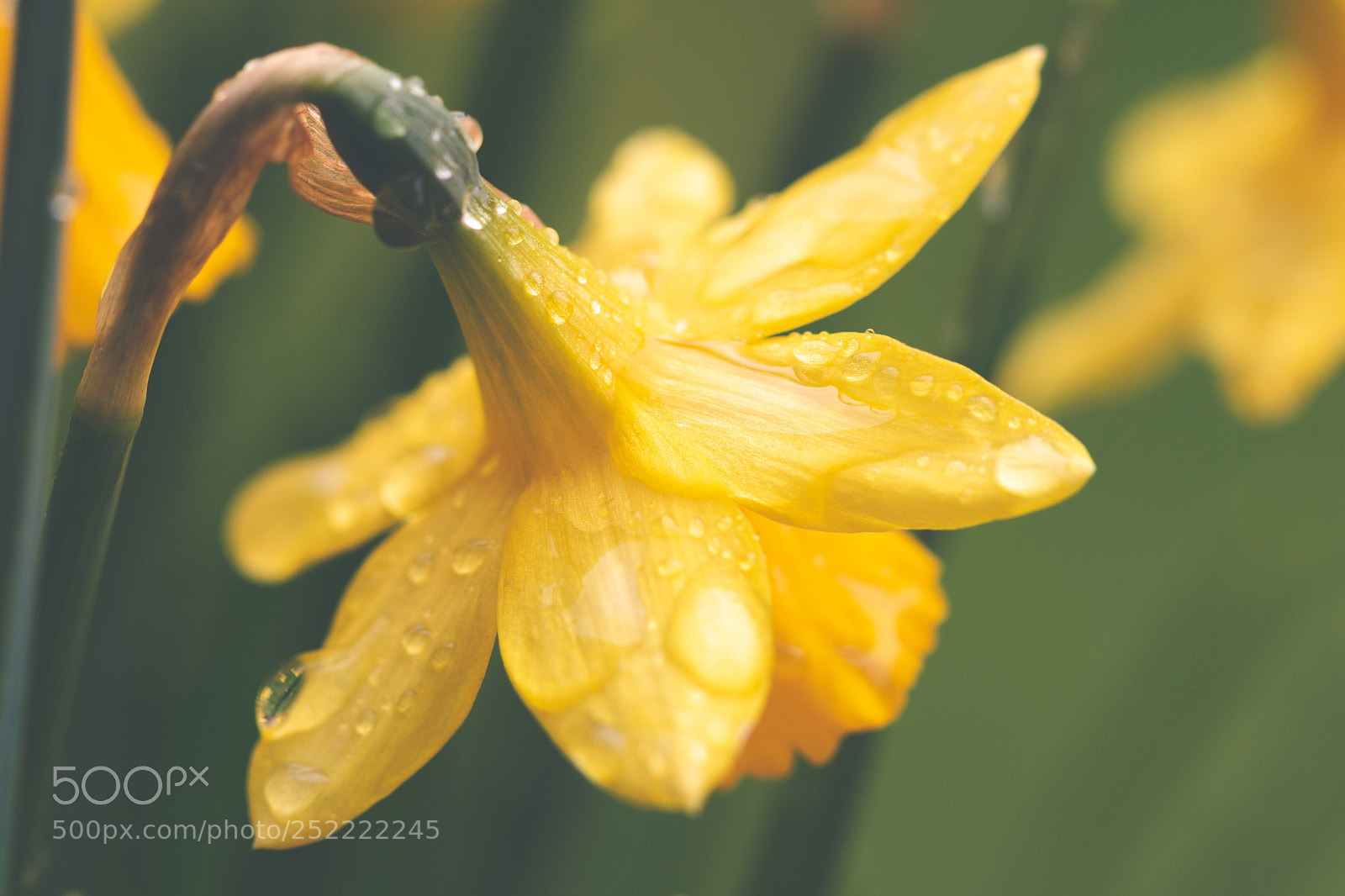 Canon EOS 70D sample photo. Daffodil droplets photography
