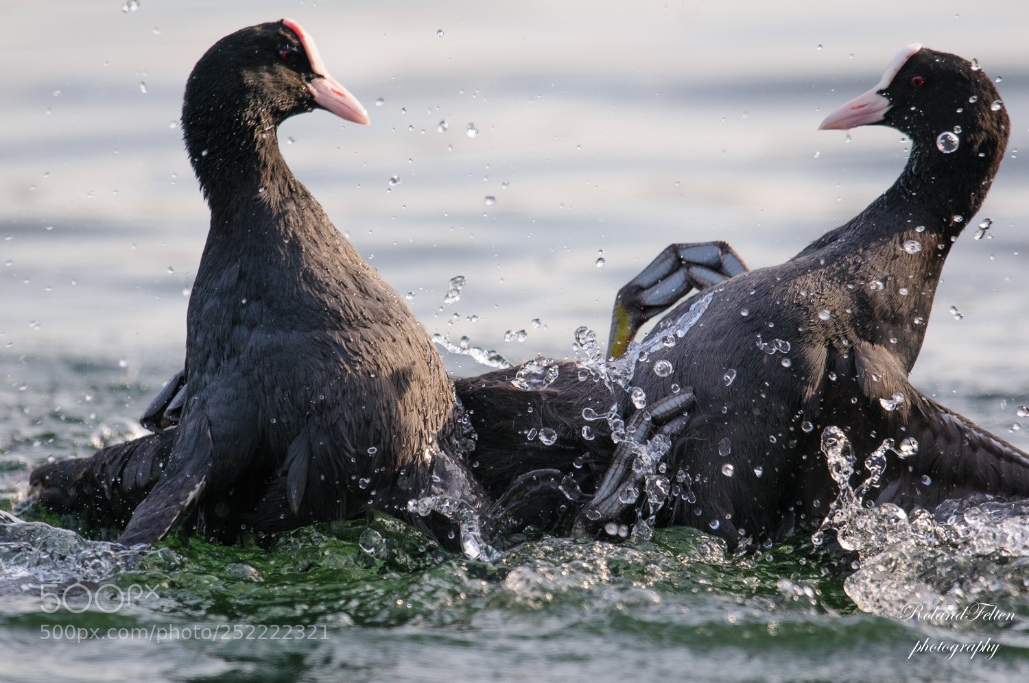 Nikon D300S sample photo. Coot's fight photography