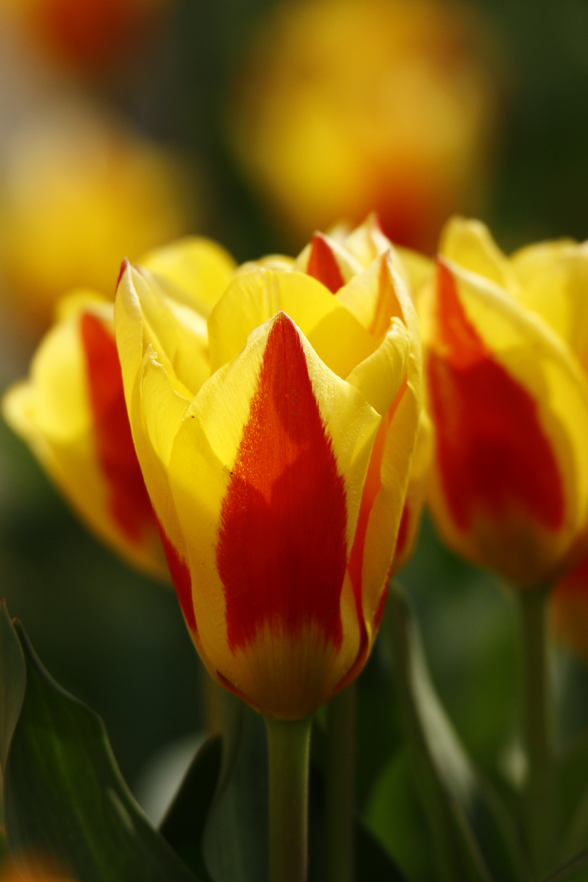Canon EF 300mm F2.8L IS II USM sample photo. Tulip photography