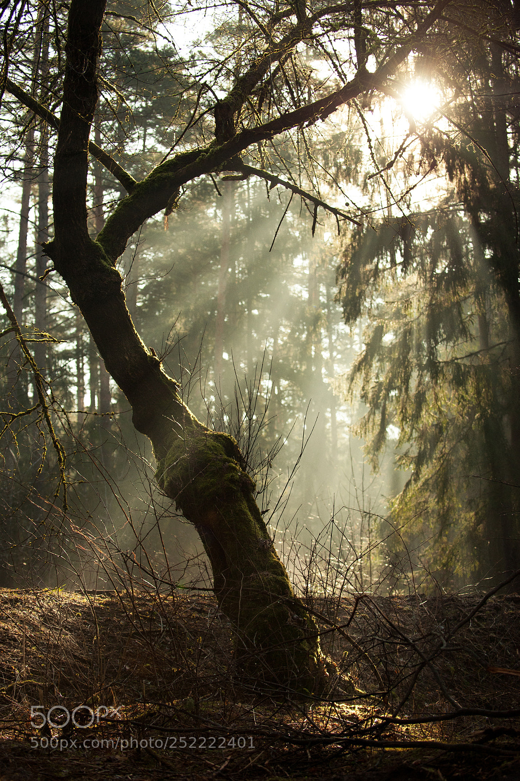 Nikon D700 sample photo. Untitled photography