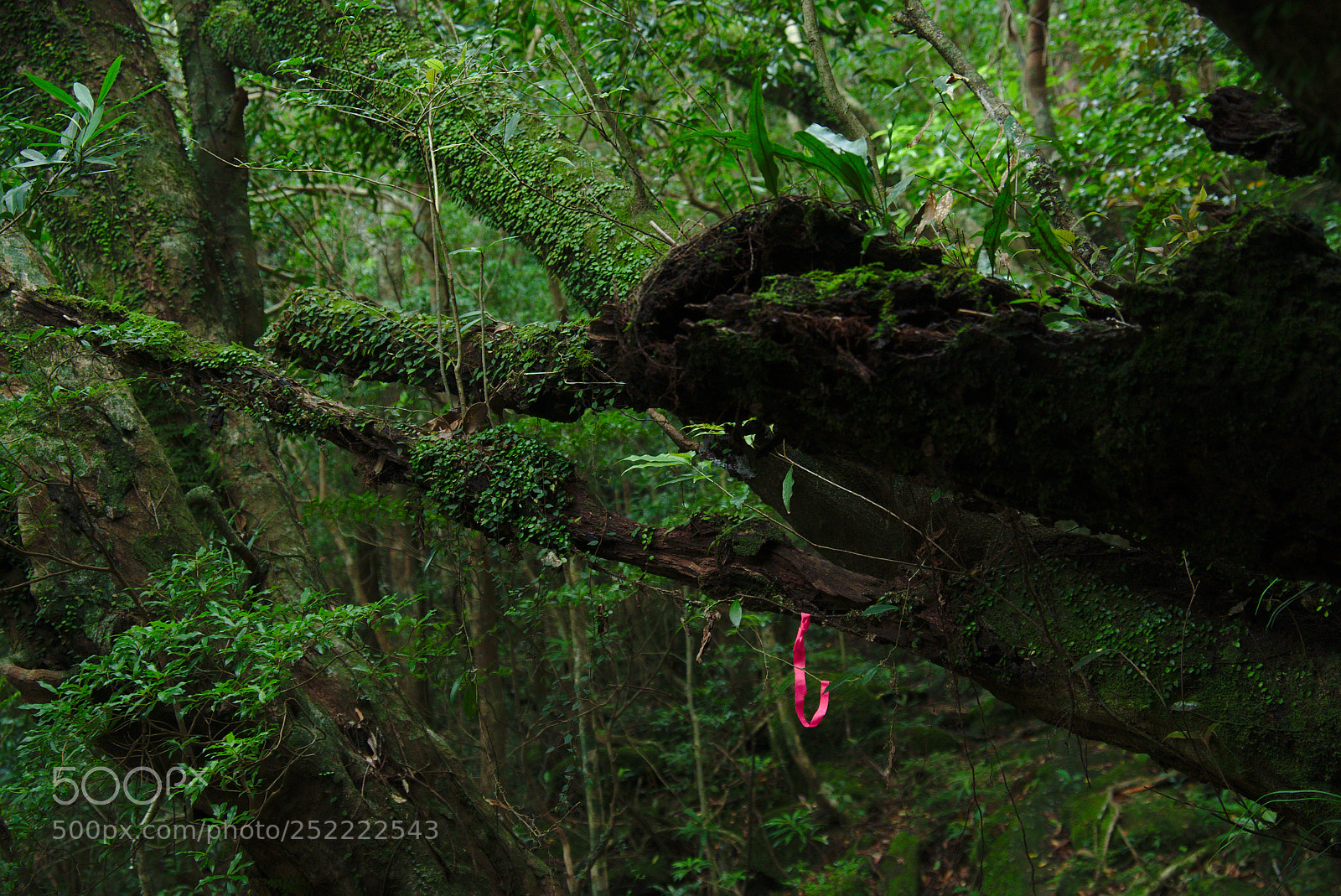 Fujifilm X-T1 sample photo. Stay on the path photography