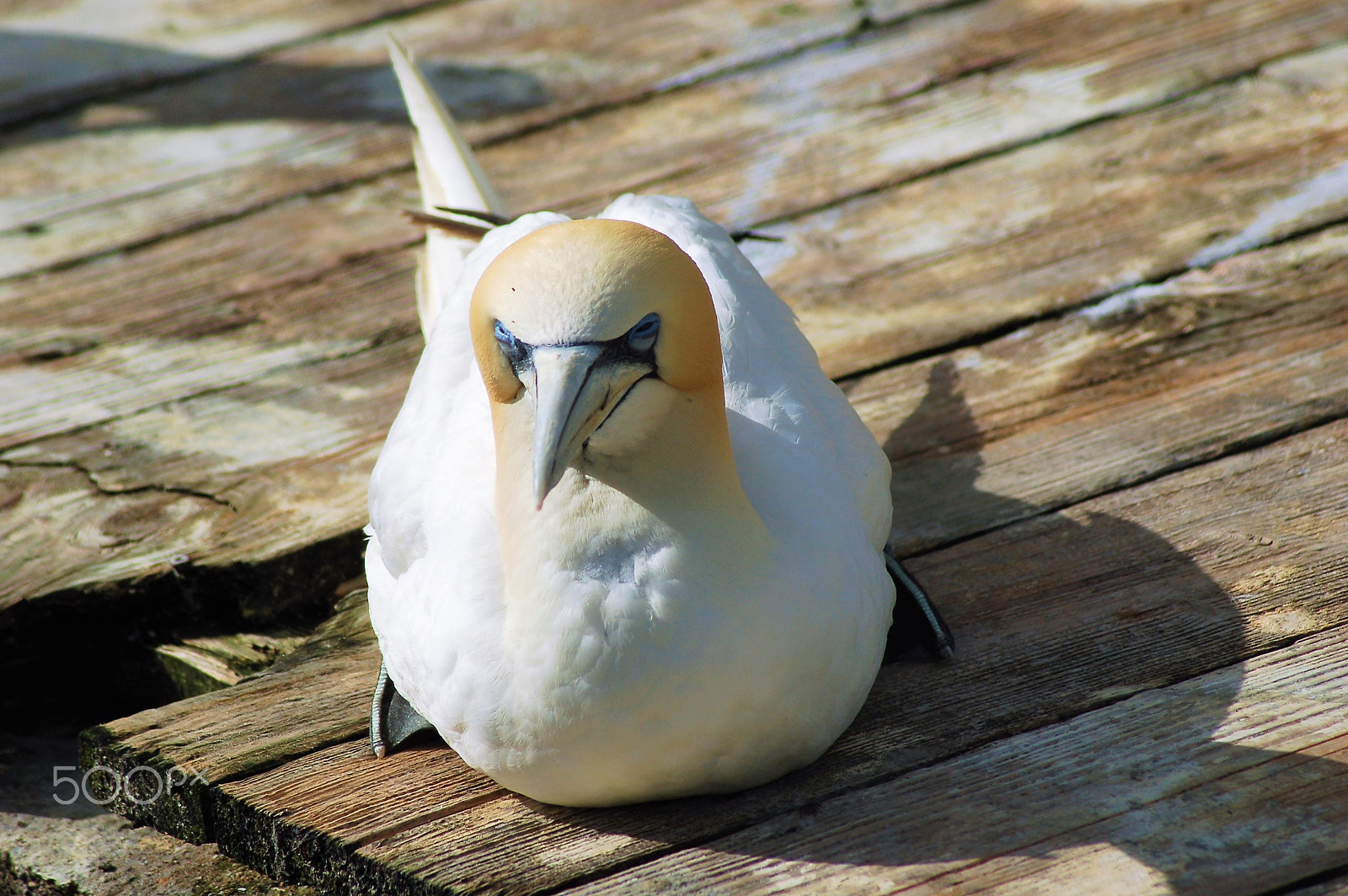 Nikon D50 sample photo. A little rest in the sun photography