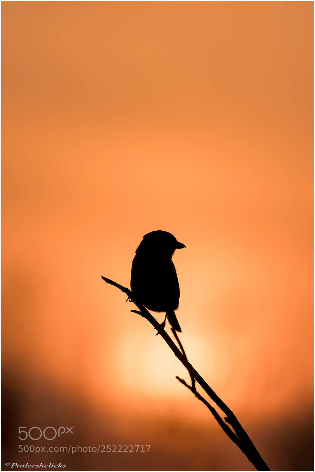 Nikon D500 sample photo. Turkestan shrike photography