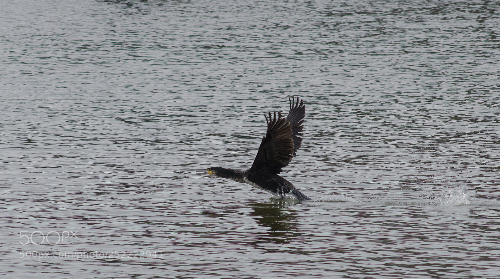 Nikon D7000 sample photo. Taking off photography