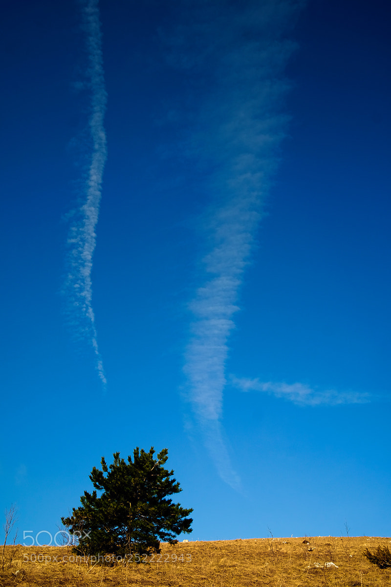 Fujifilm X-T10 sample photo. A lonely tree photography