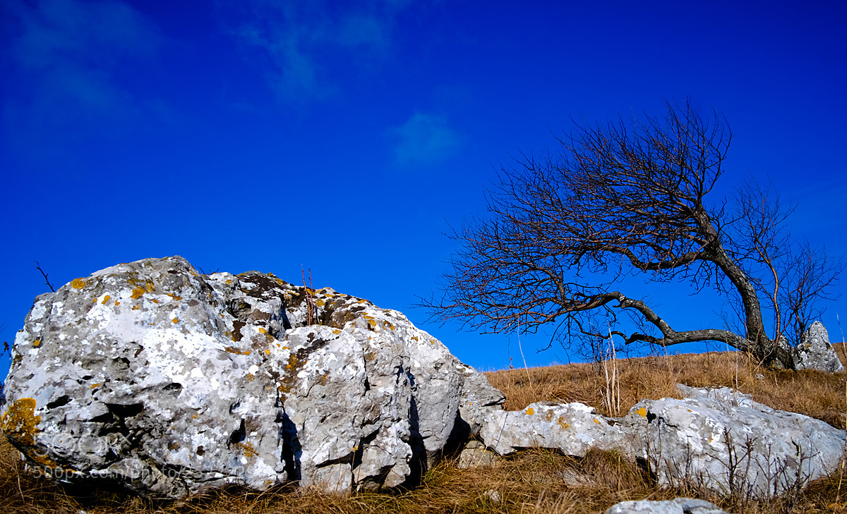 Fujifilm X-T10 sample photo. Composition of a tree photography