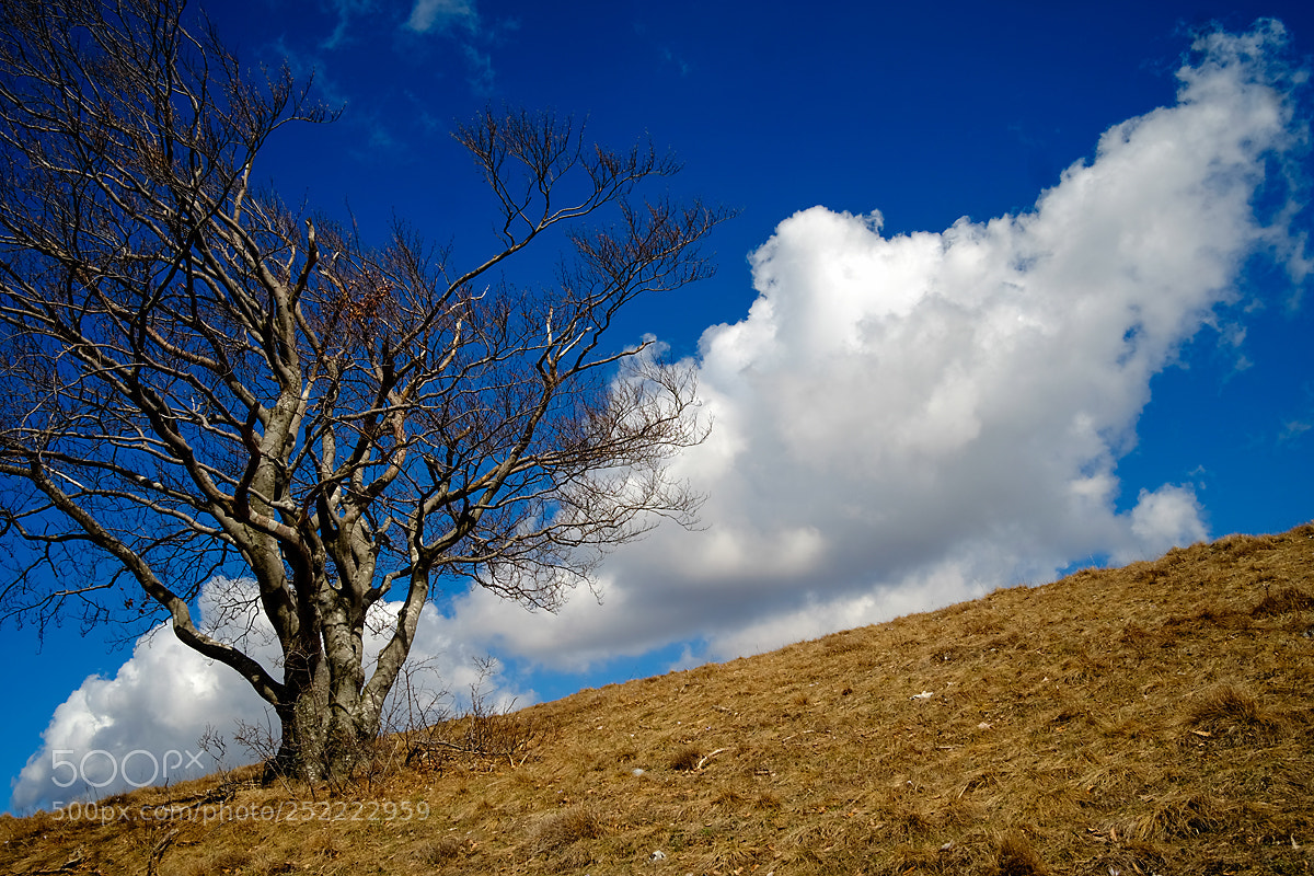 Fujifilm X-T10 sample photo. A lonely tree photography