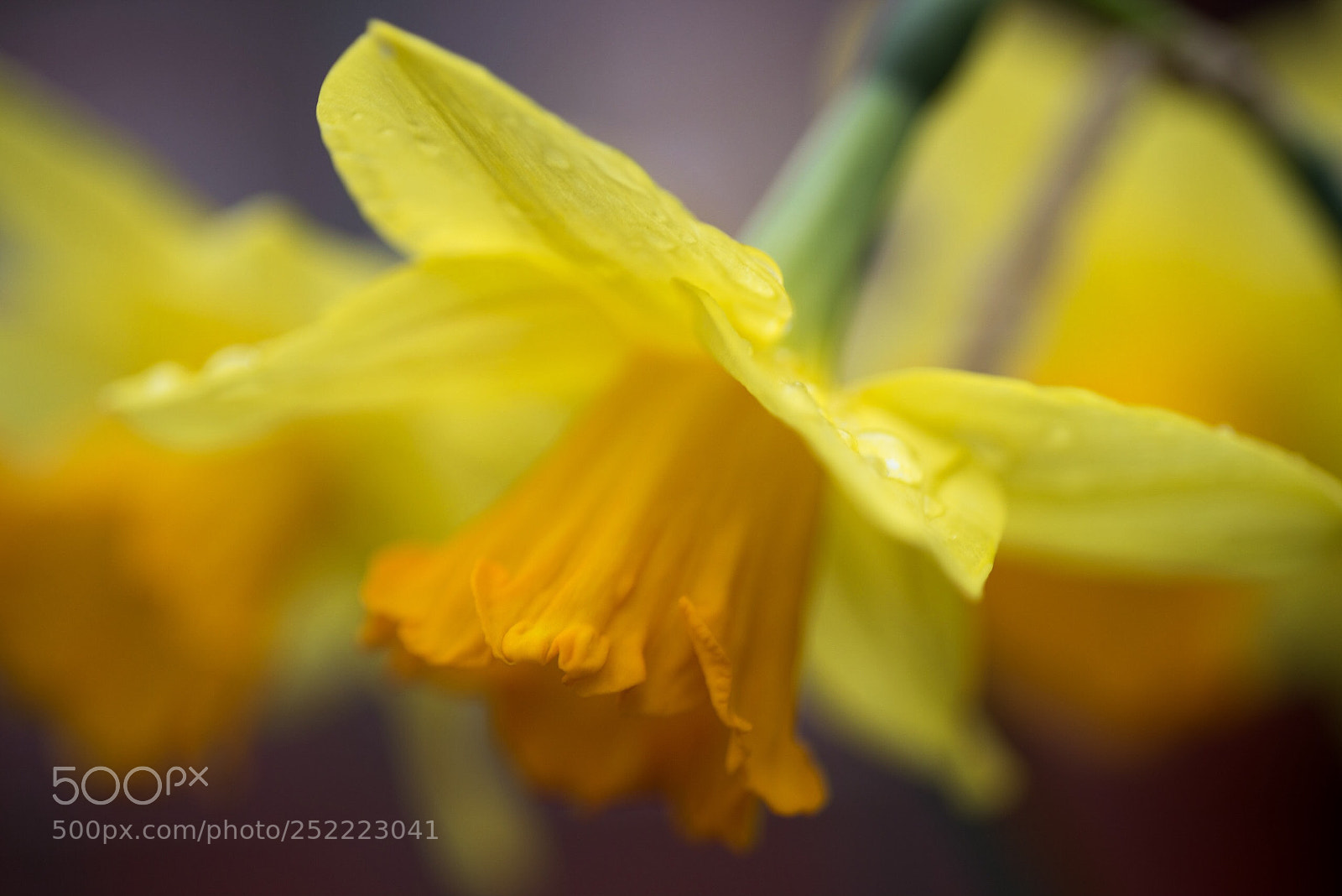 Nikon D800E sample photo. April showers  photography