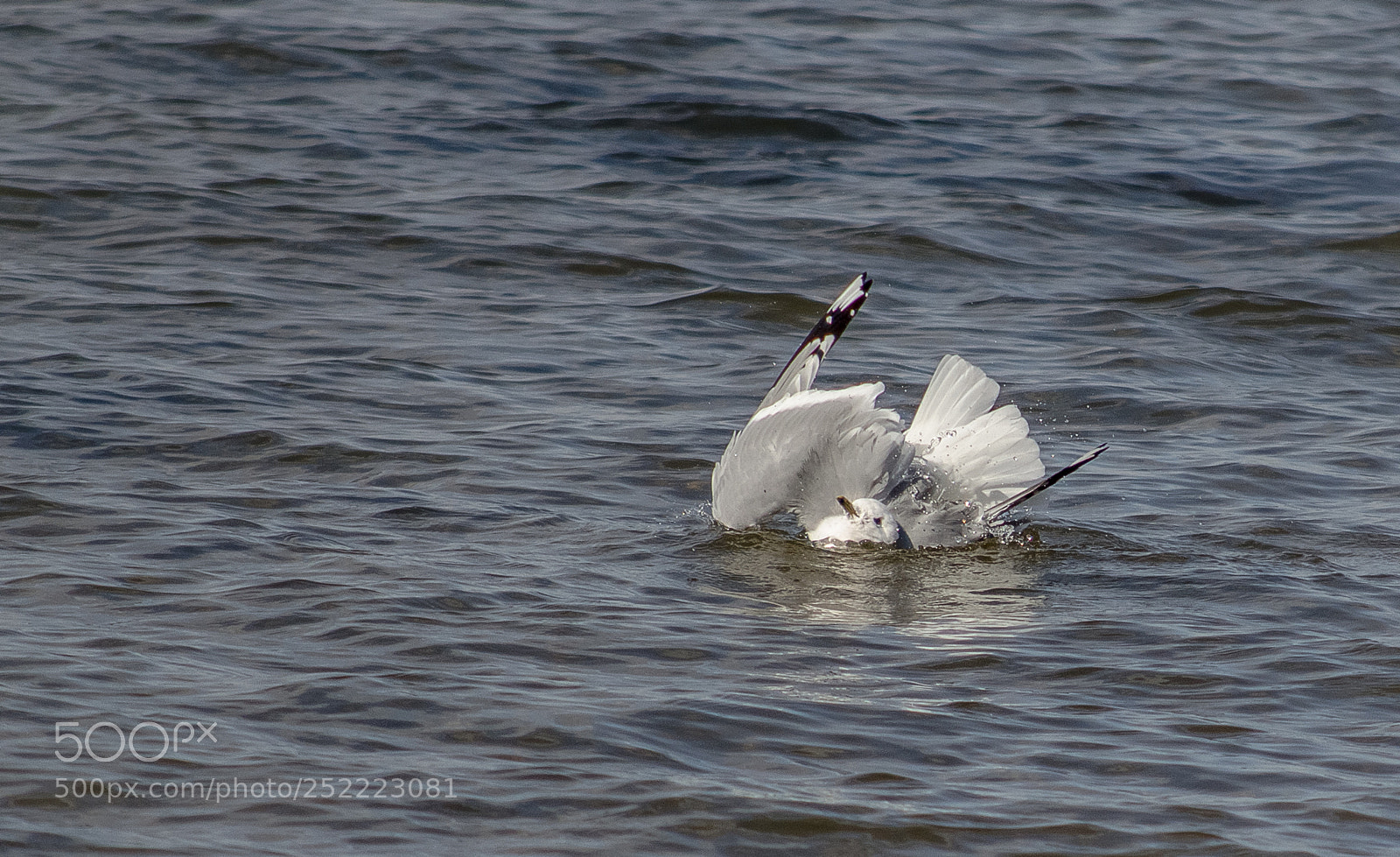 Nikon D7000 sample photo. Bathing fun photography