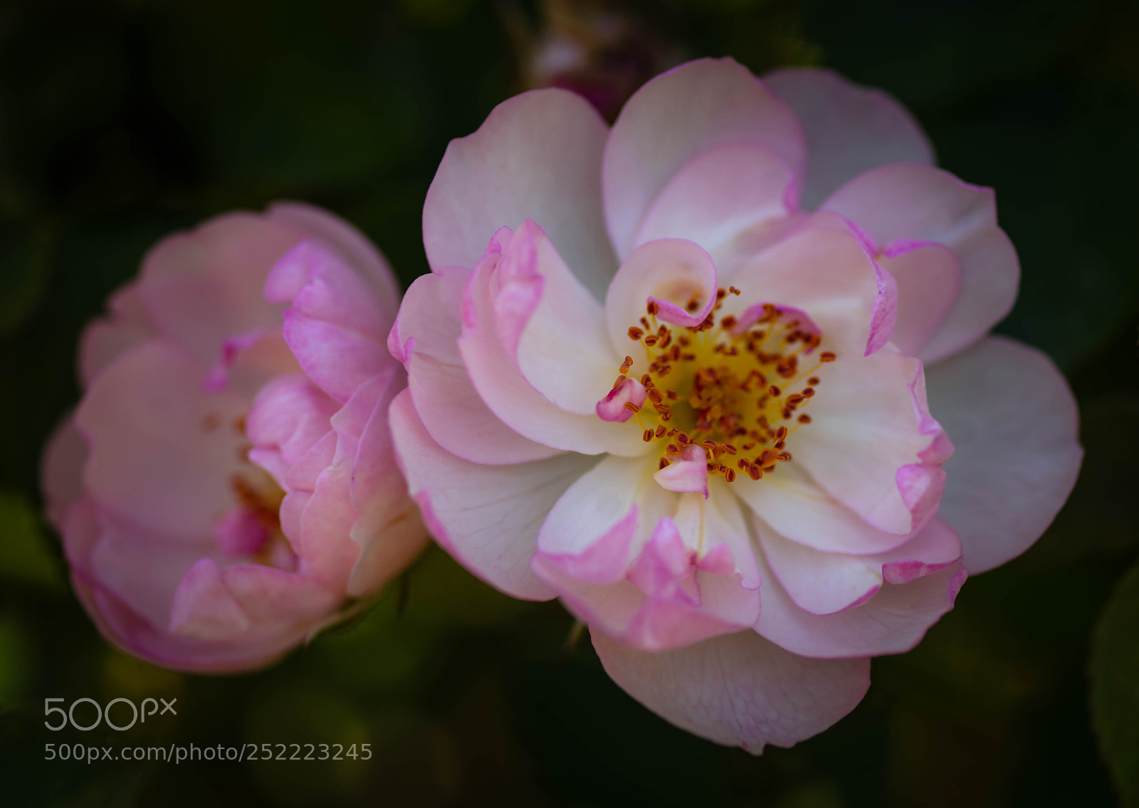 Sony SLT-A99V sample photo. Beautiful pink flowers found photography