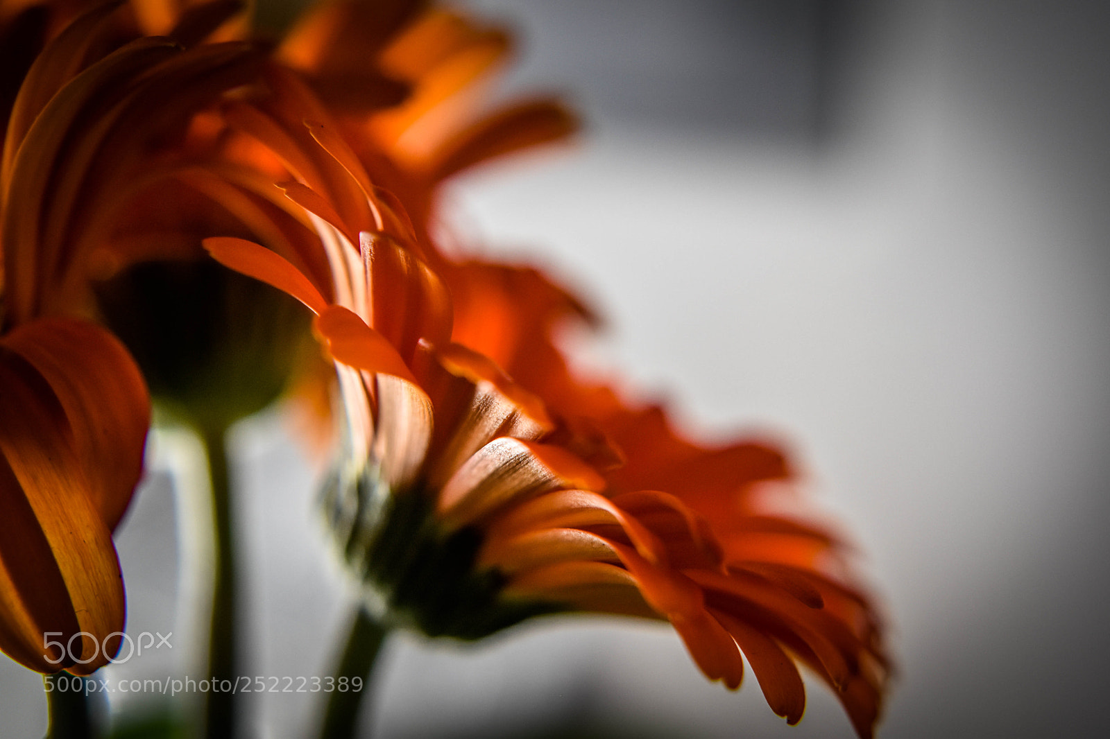 Nikon D5500 sample photo. In the morning photography