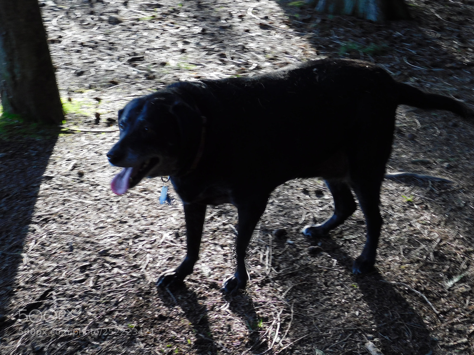 Nikon Coolpix B500 sample photo. Dog in shadow millersvania photography