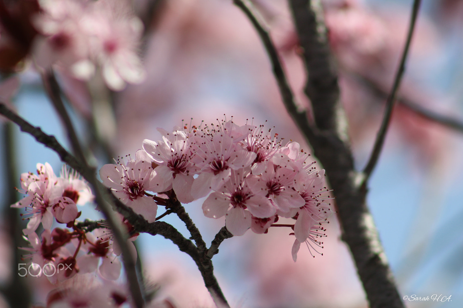 Canon EF 75-300mm f/4-5.6 sample photo. Spring is in the air photography
