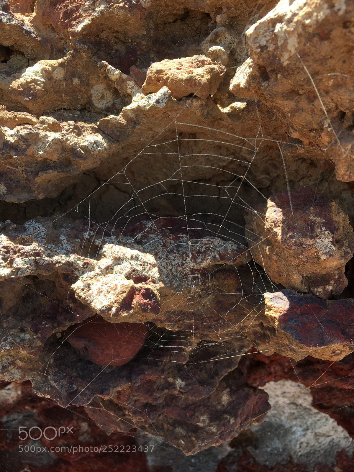 Apple iPhone 6s Plus sample photo. Spider web between the photography