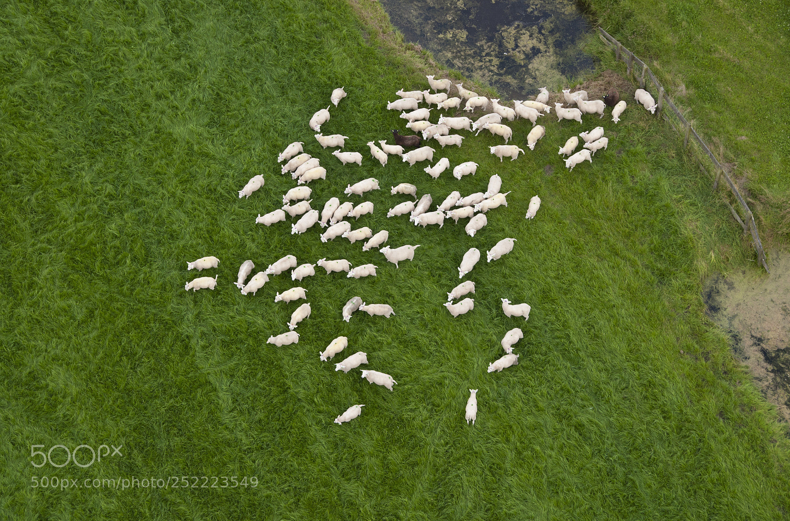 Nikon D90 sample photo. Sheep photography