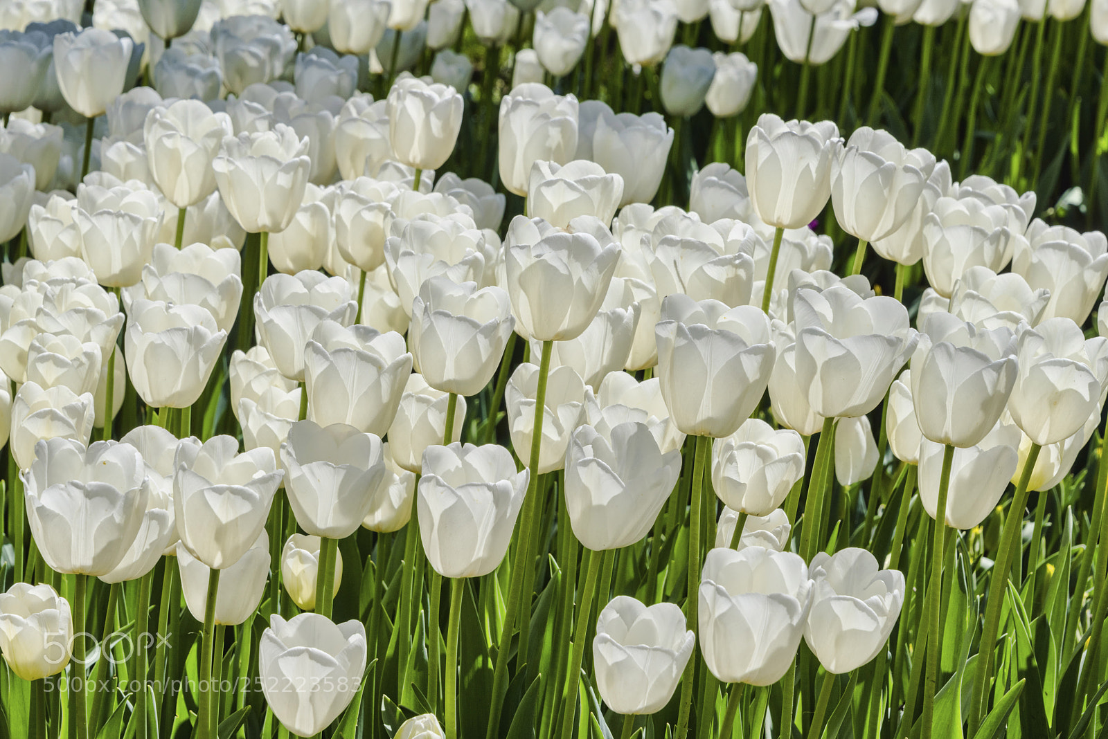 Nikon D810 sample photo. Untitled photography