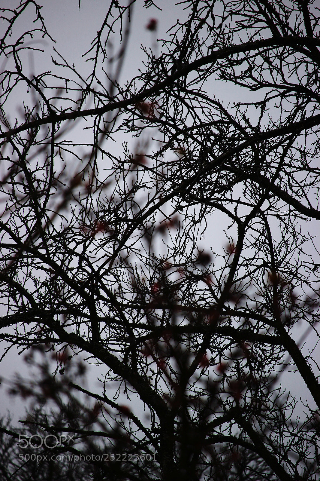 Canon EOS 600D (Rebel EOS T3i / EOS Kiss X5) sample photo. Eyeemfiltered photography