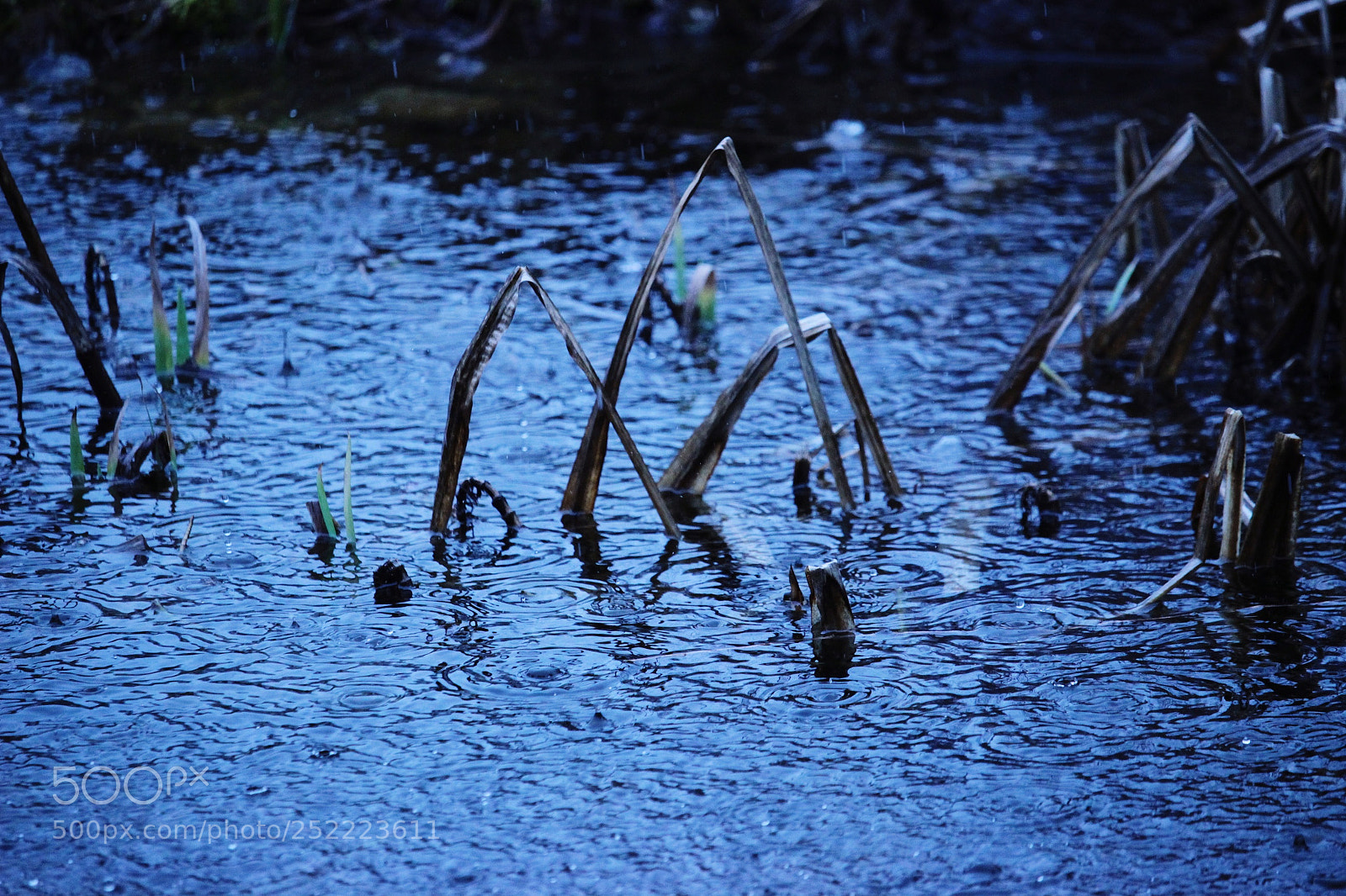 Canon EOS 600D (Rebel EOS T3i / EOS Kiss X5) sample photo. Eyeemfiltered photography