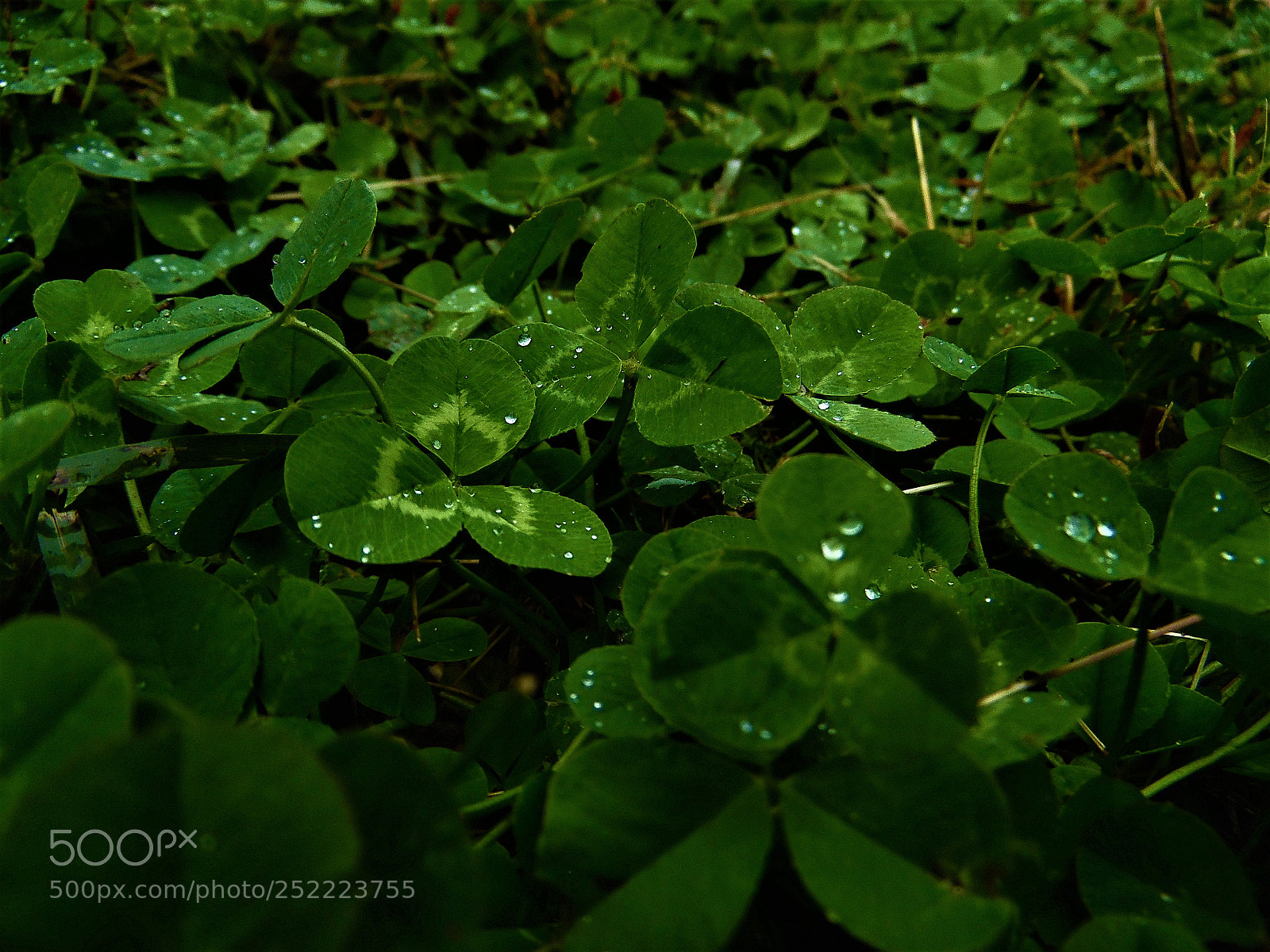 Samsung WB1100F/WB1101F/WB1102F sample photo. Plants photography