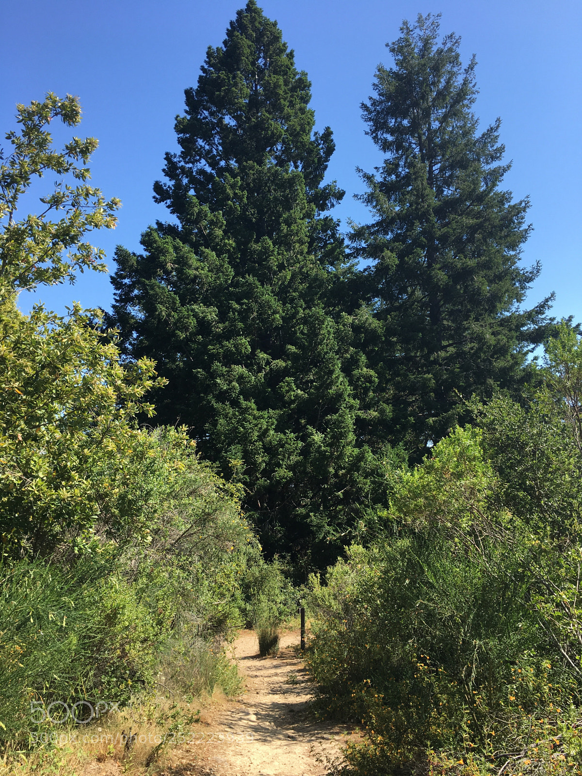 Apple iPhone 6s Plus sample photo. Sanborn trail - giants photography
