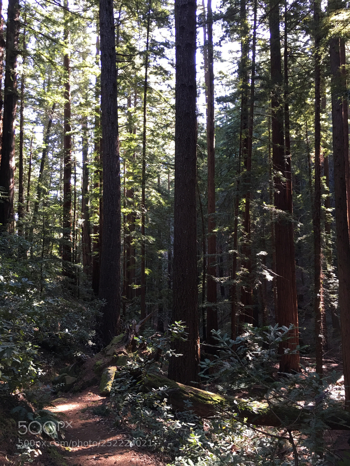 Apple iPhone 6s Plus sample photo. Sanborn trail - redwoods photography
