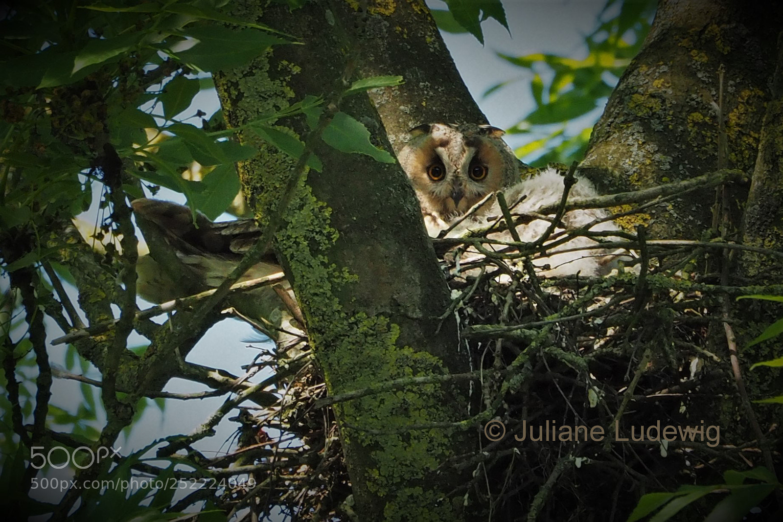 Olympus OM-D E-M10 II sample photo. Junge waldohreulen photography